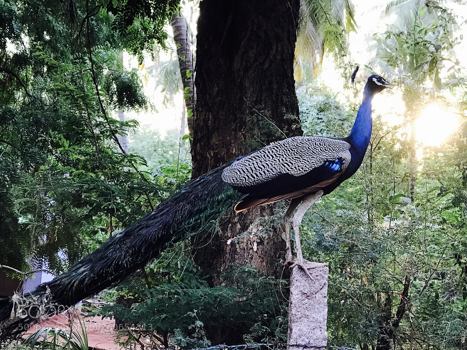 Apple iPhone 7 Plus sample photo. Peacock  photography