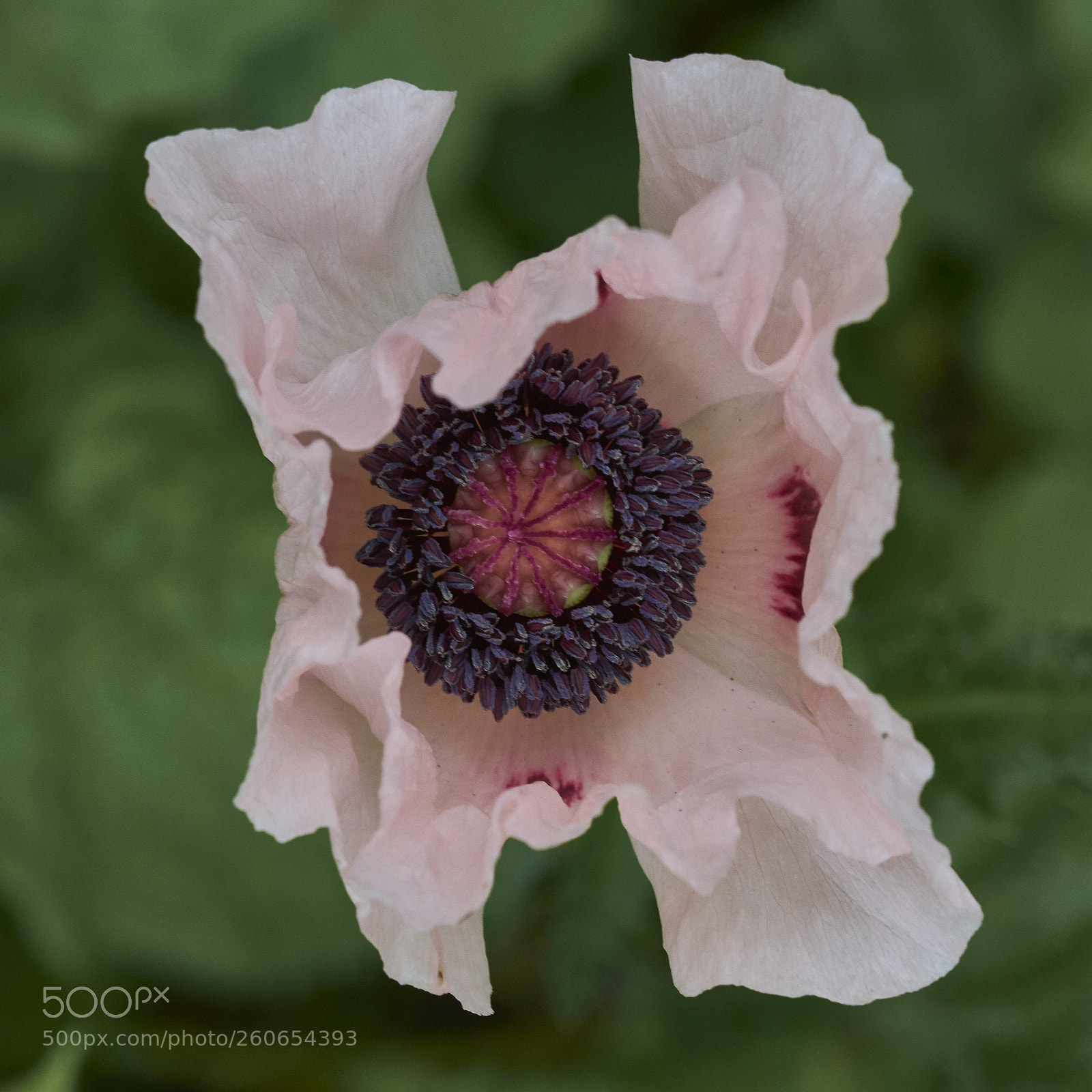 Nikon D7200 sample photo. Pink poppy photography