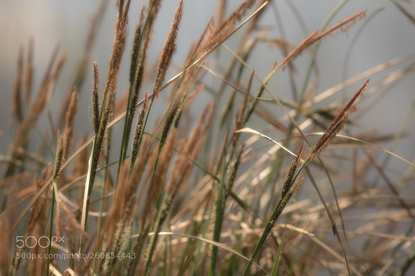 Canon EOS 750D (EOS Rebel T6i / EOS Kiss X8i) sample photo. Macro jungle ii photography
