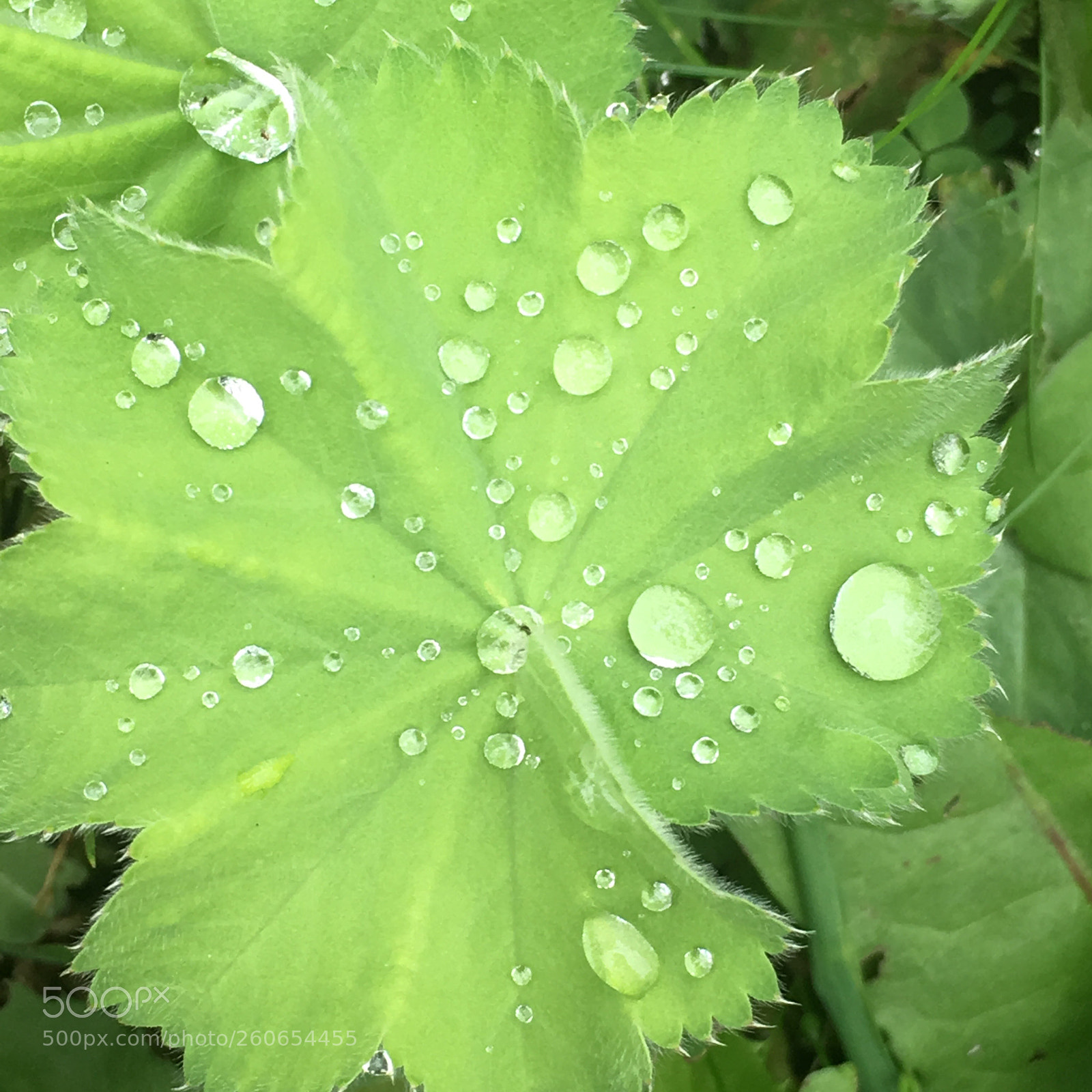 Apple iPhone 6s sample photo. Garden diamonds photography