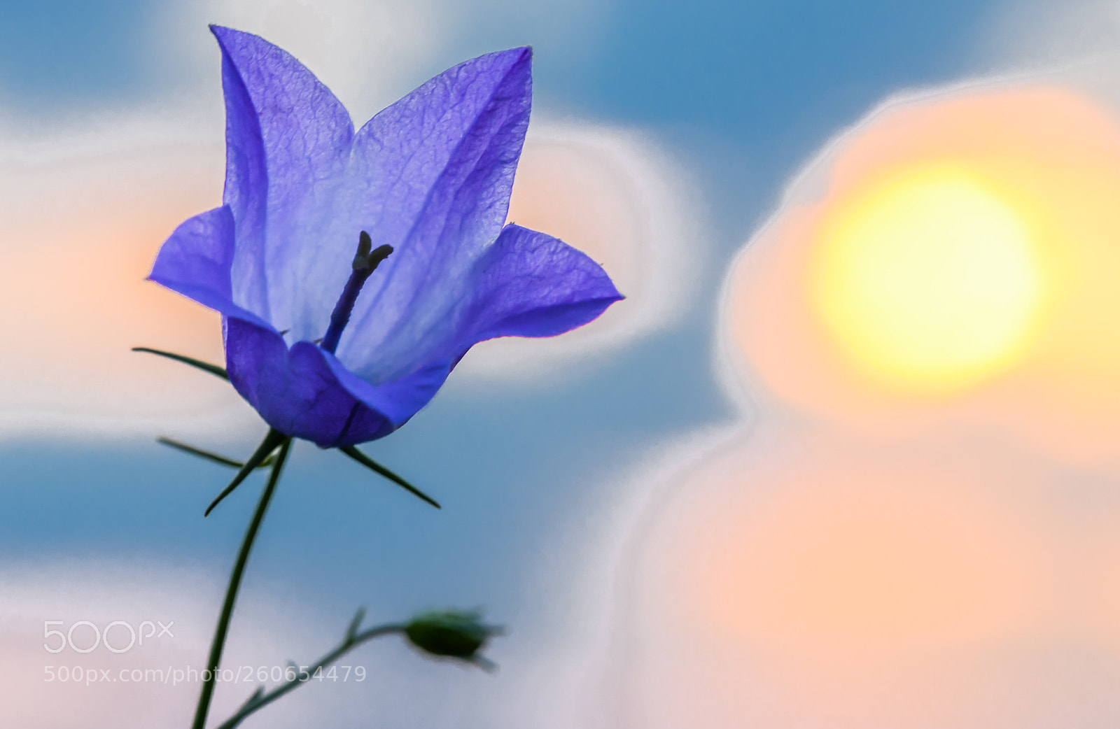 Nikon D850 sample photo. 1 photography