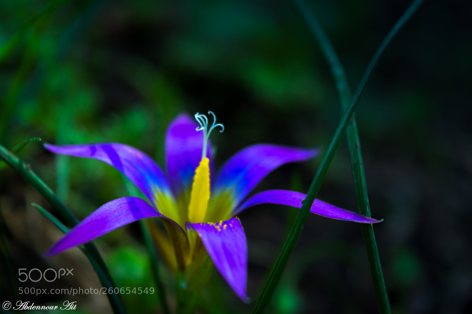 Nikon D3200 sample photo. Flower from the heart! photography