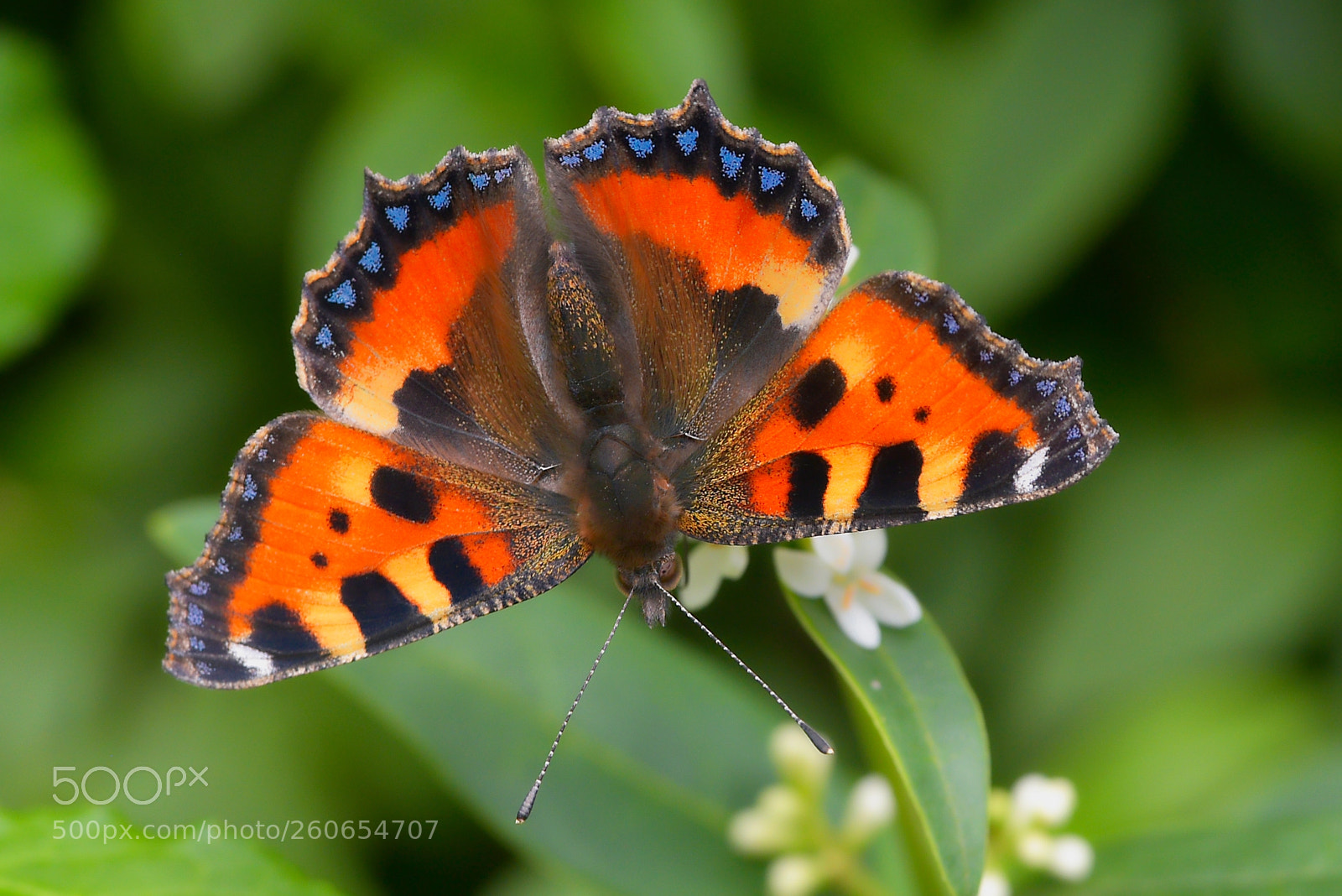 Nikon D750 sample photo. Kleiner fuchs auf liguster photography