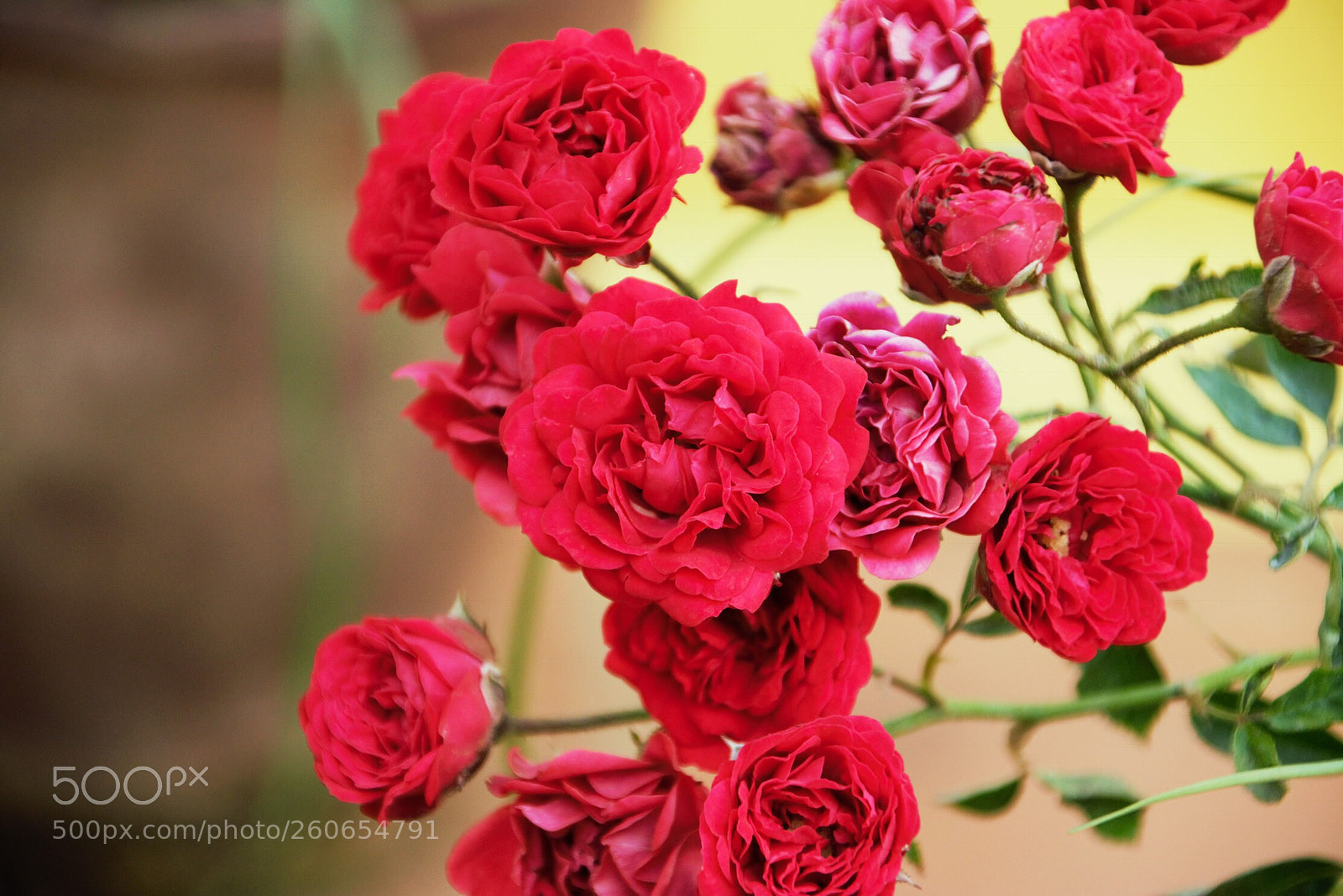 Nikon D3300 sample photo. Roses photography
