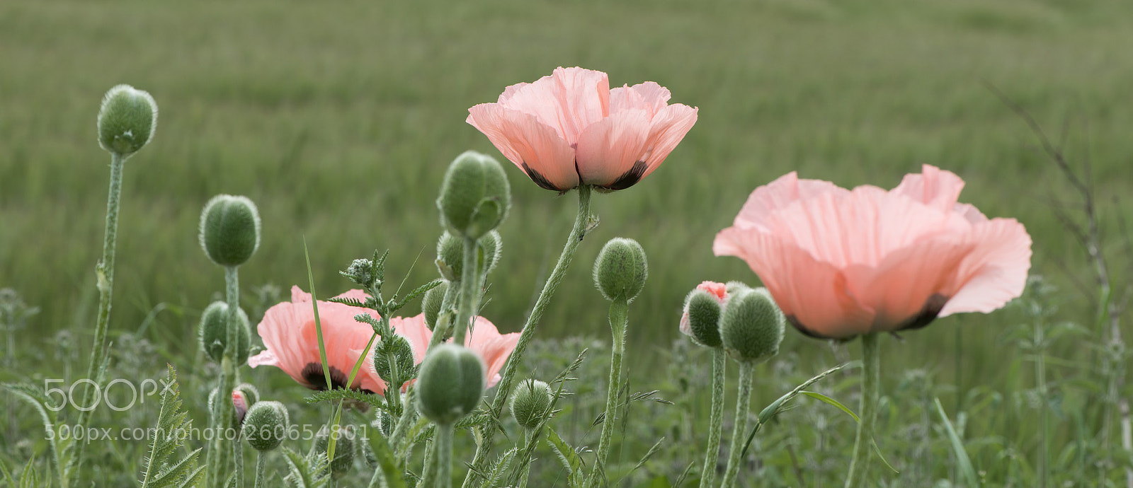 Nikon D800 sample photo. Pink poppies photography