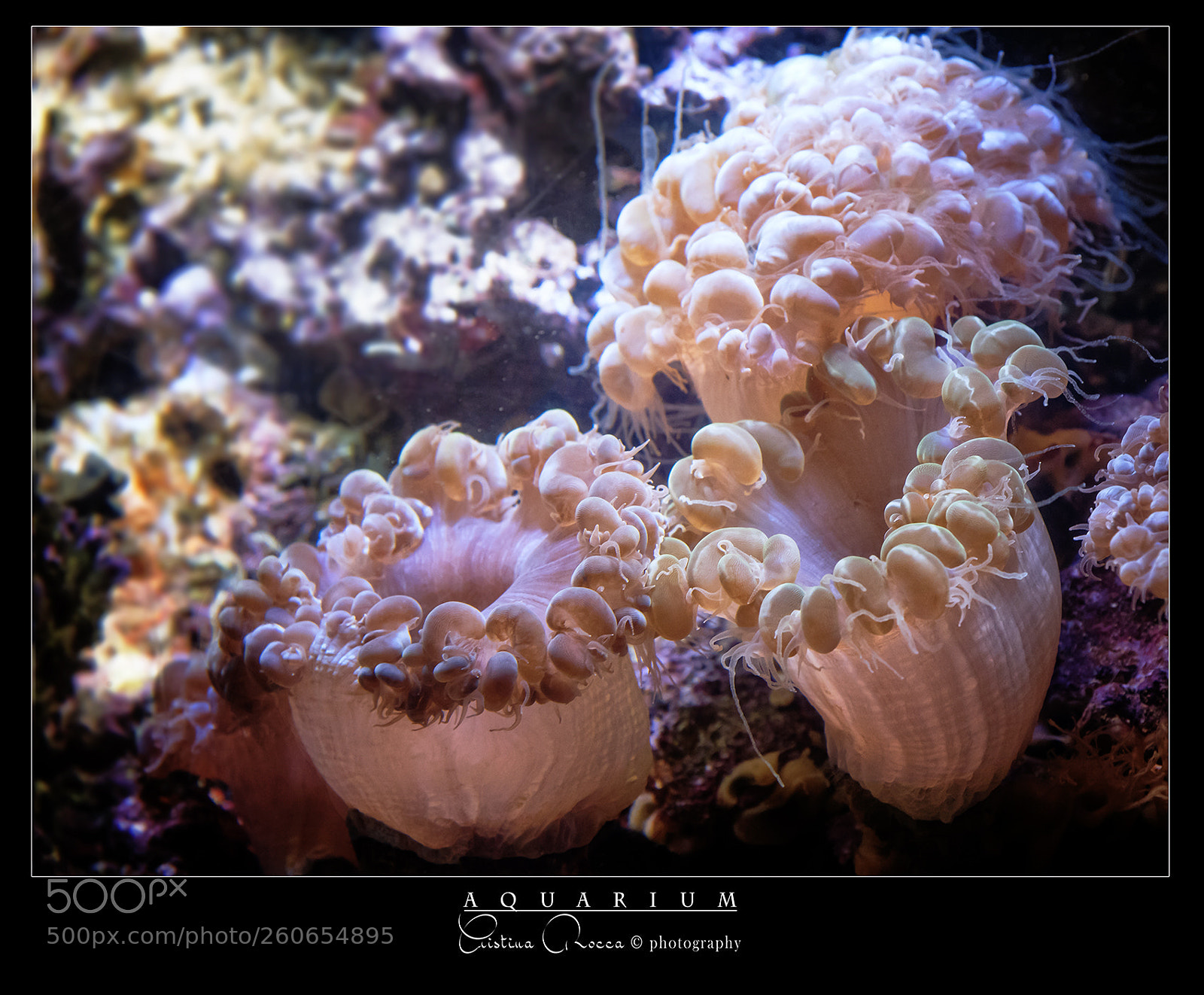 Nikon D750 sample photo. Aquarium photography