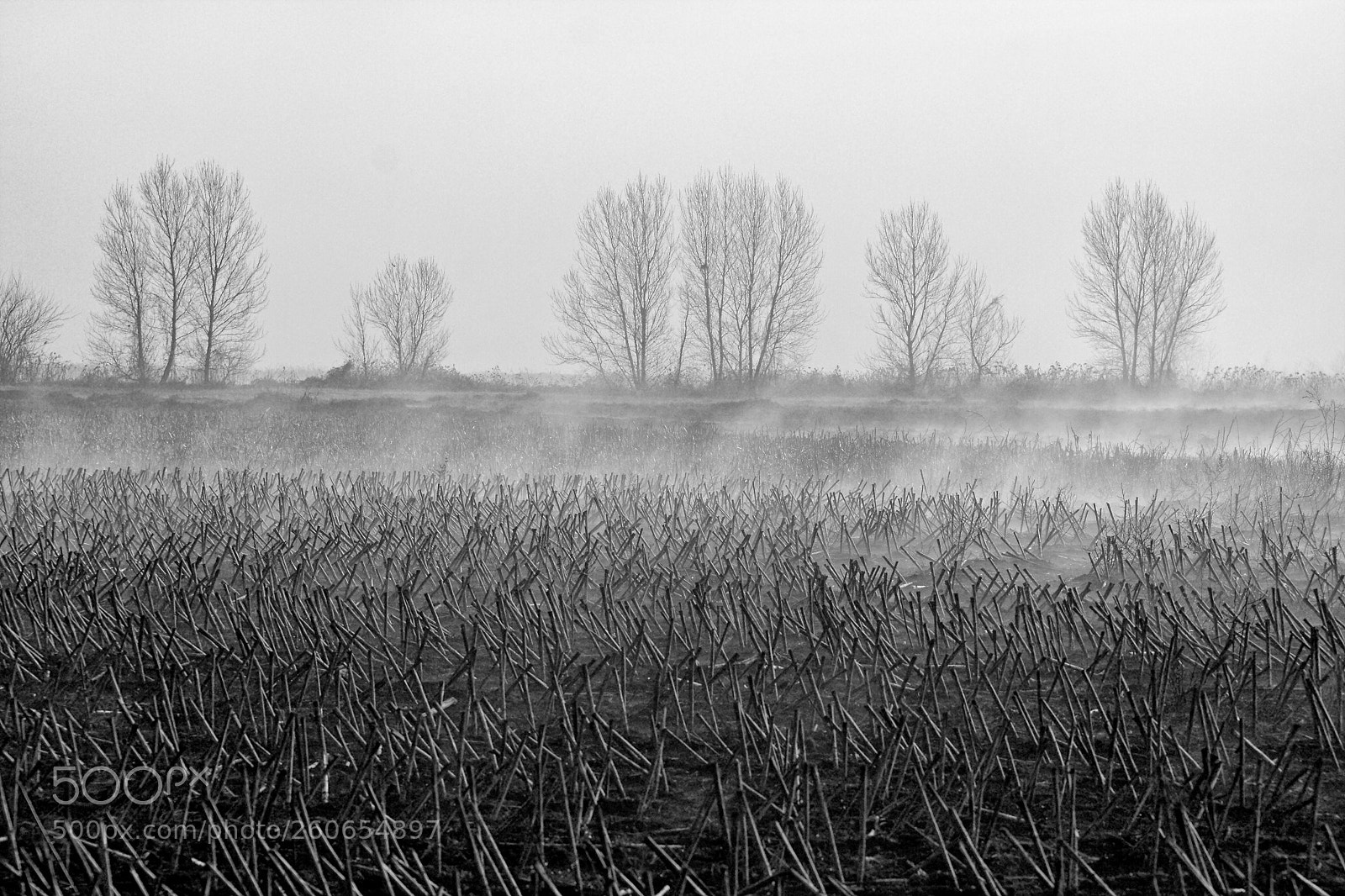 Canon EOS 40D sample photo. The day after photography