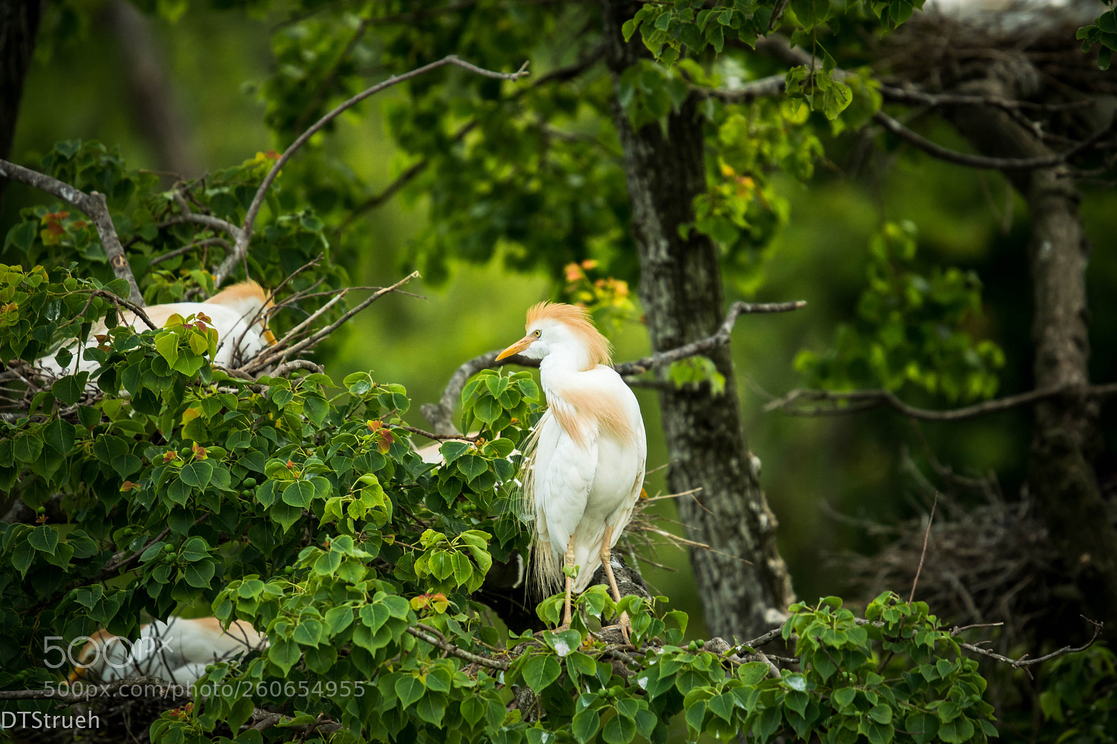 Nikon D7200 sample photo. Nesting cattle egret photography