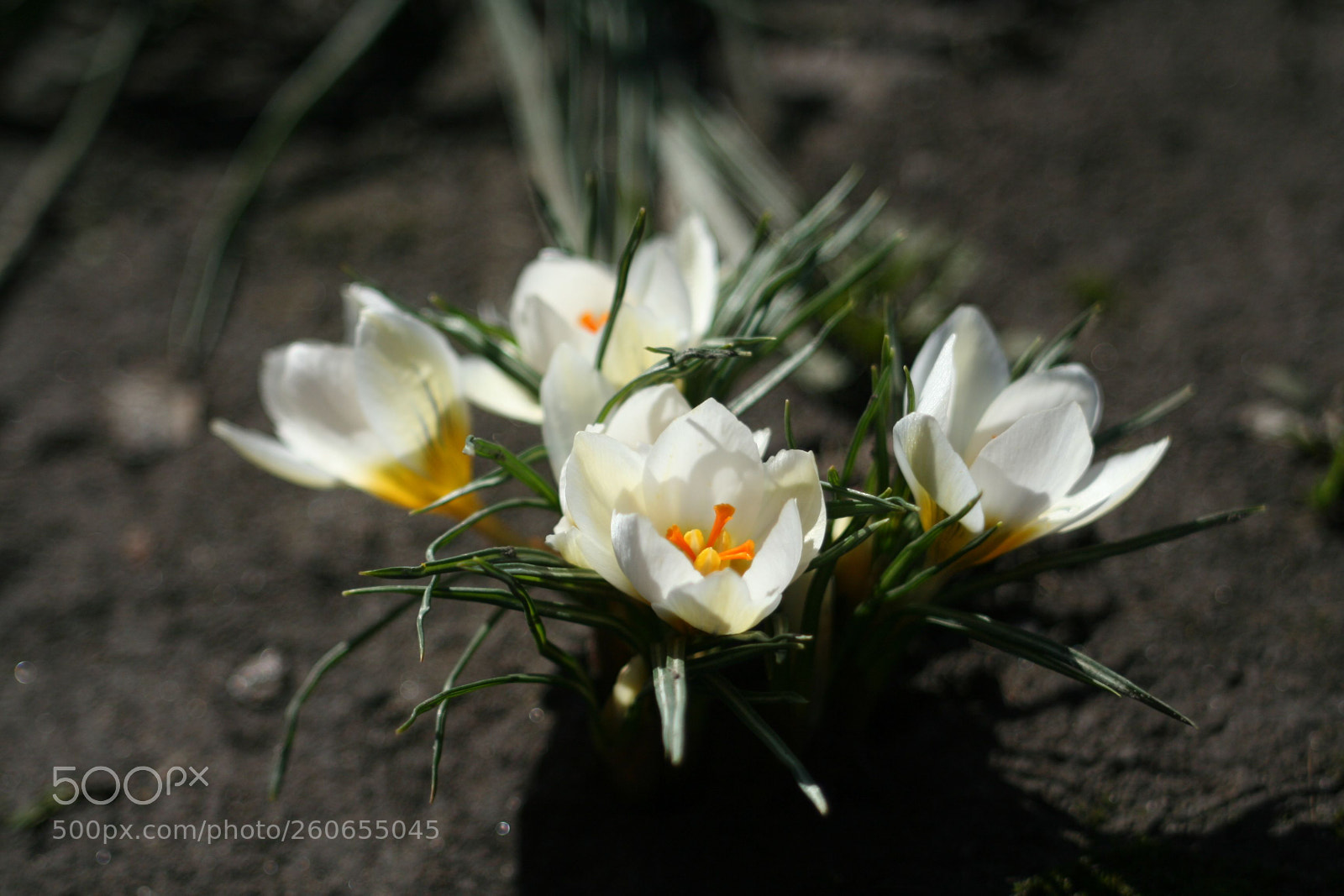 Canon EOS 350D (EOS Digital Rebel XT / EOS Kiss Digital N) sample photo. Img photography