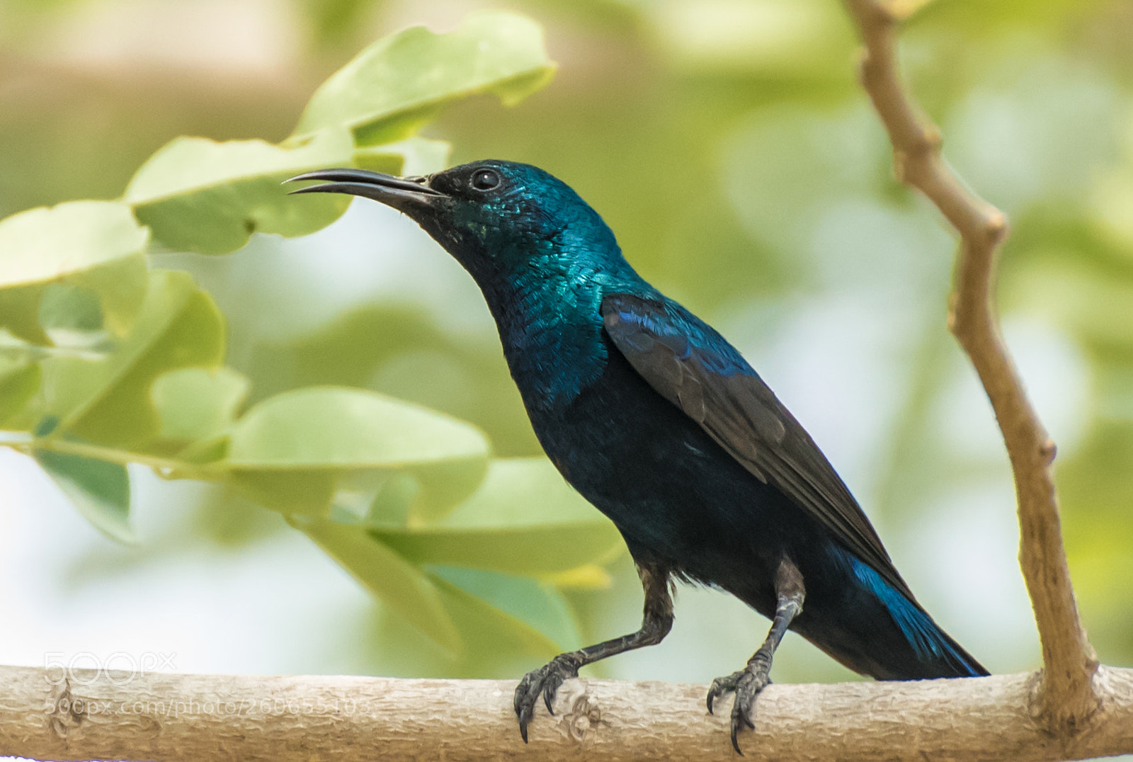 Nikon D750 sample photo. Purple sunbird photography