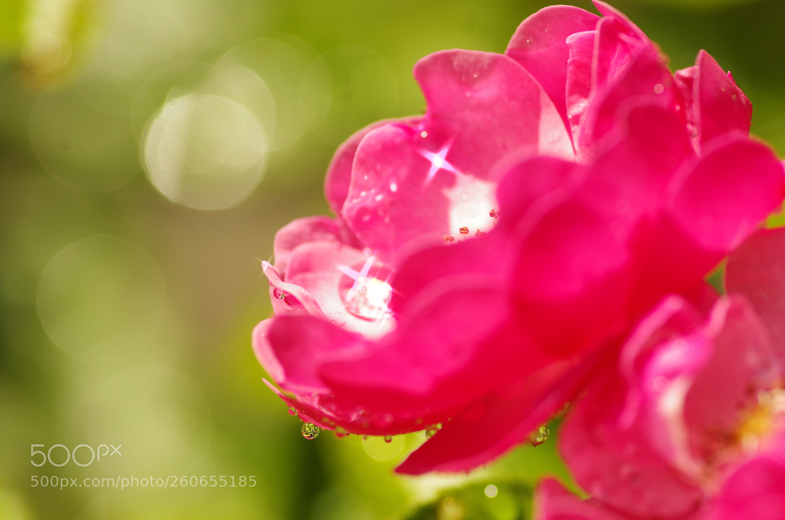 Pentax K-50 sample photo. Pink rose photography