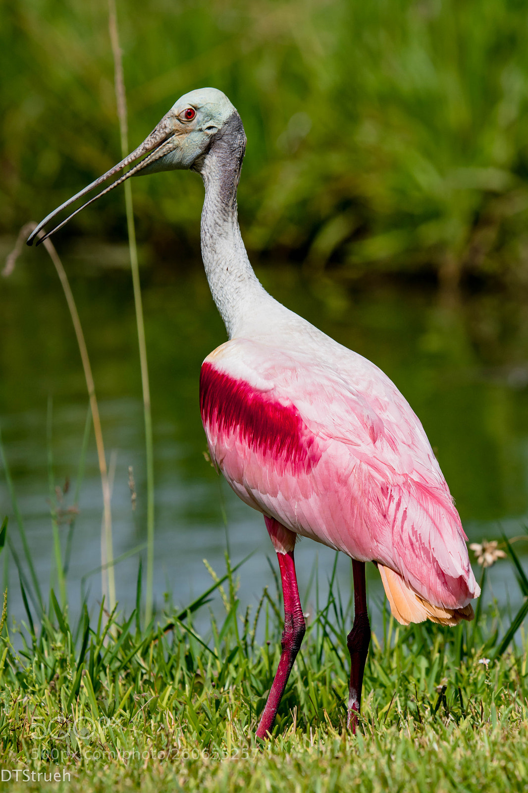 Nikon D7200 sample photo. Roseate spoonbill photography