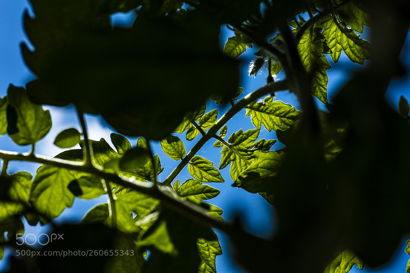 Canon EOS 5DS sample photo. Tomato from groundview photography