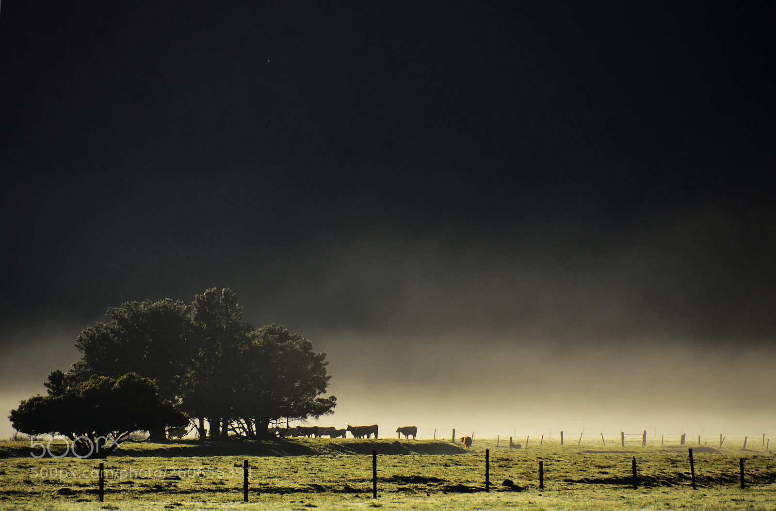 Nikon D7000 sample photo. Cows enjoying a foggy photography