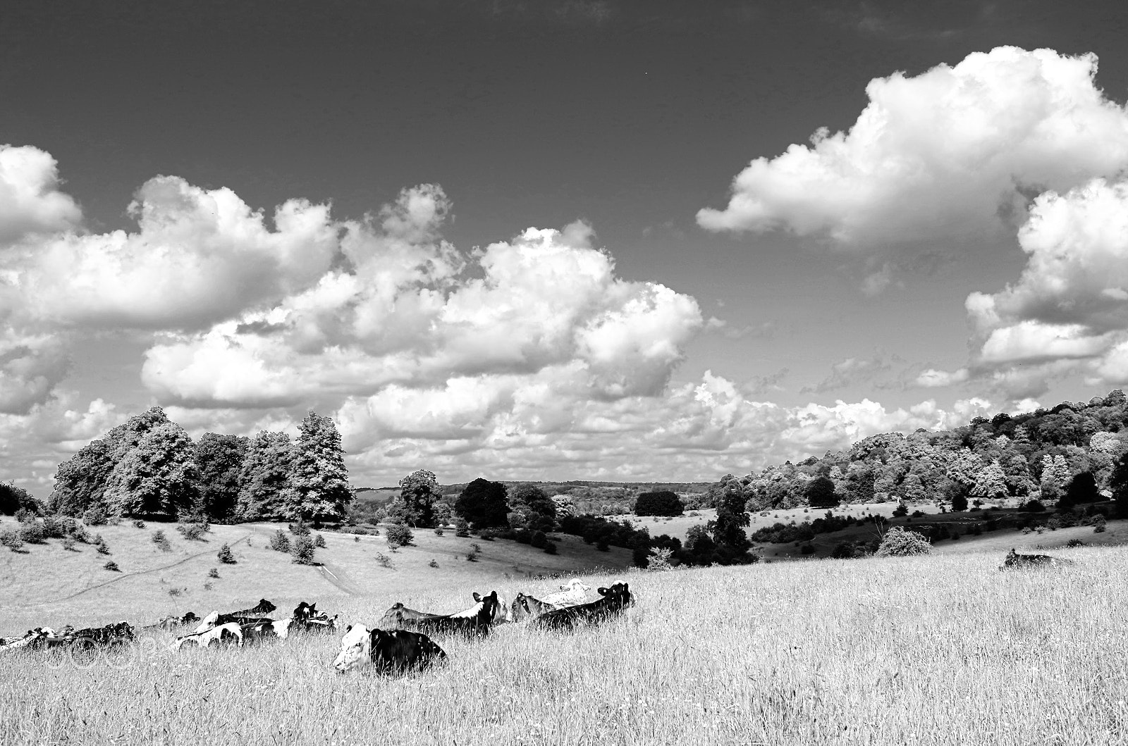 Leica X2 sample photo. Tring park pastoral scene photography