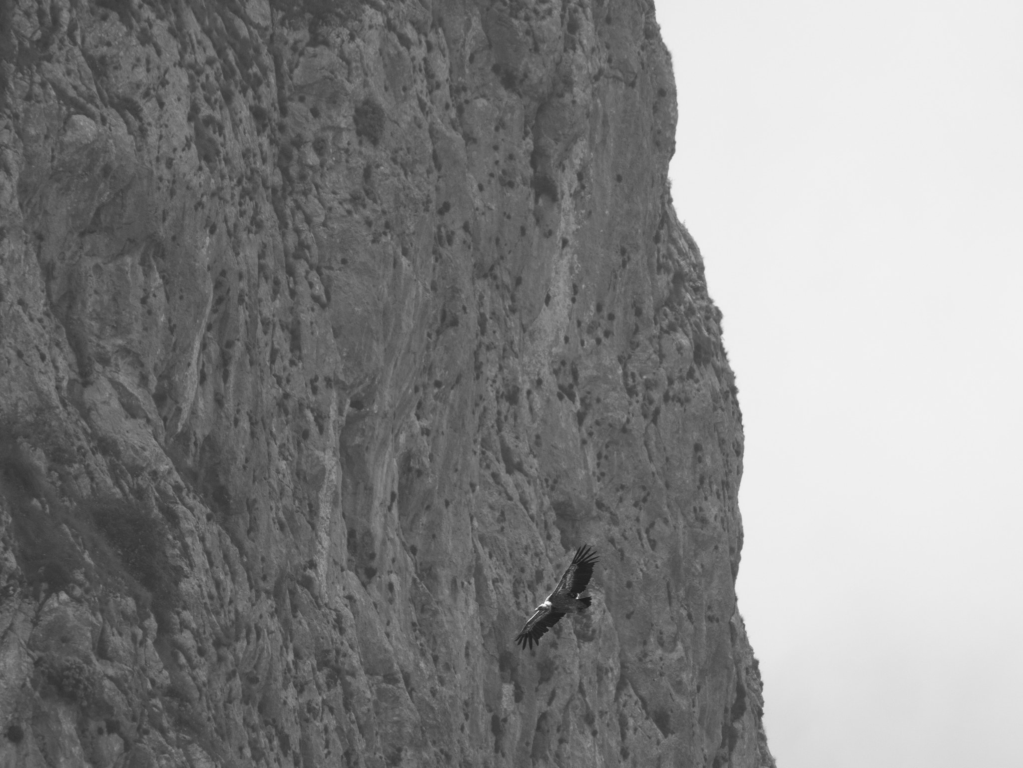 Panasonic Lumix DMC-G85 (Lumix DMC-G80) sample photo. Black vulture  photography