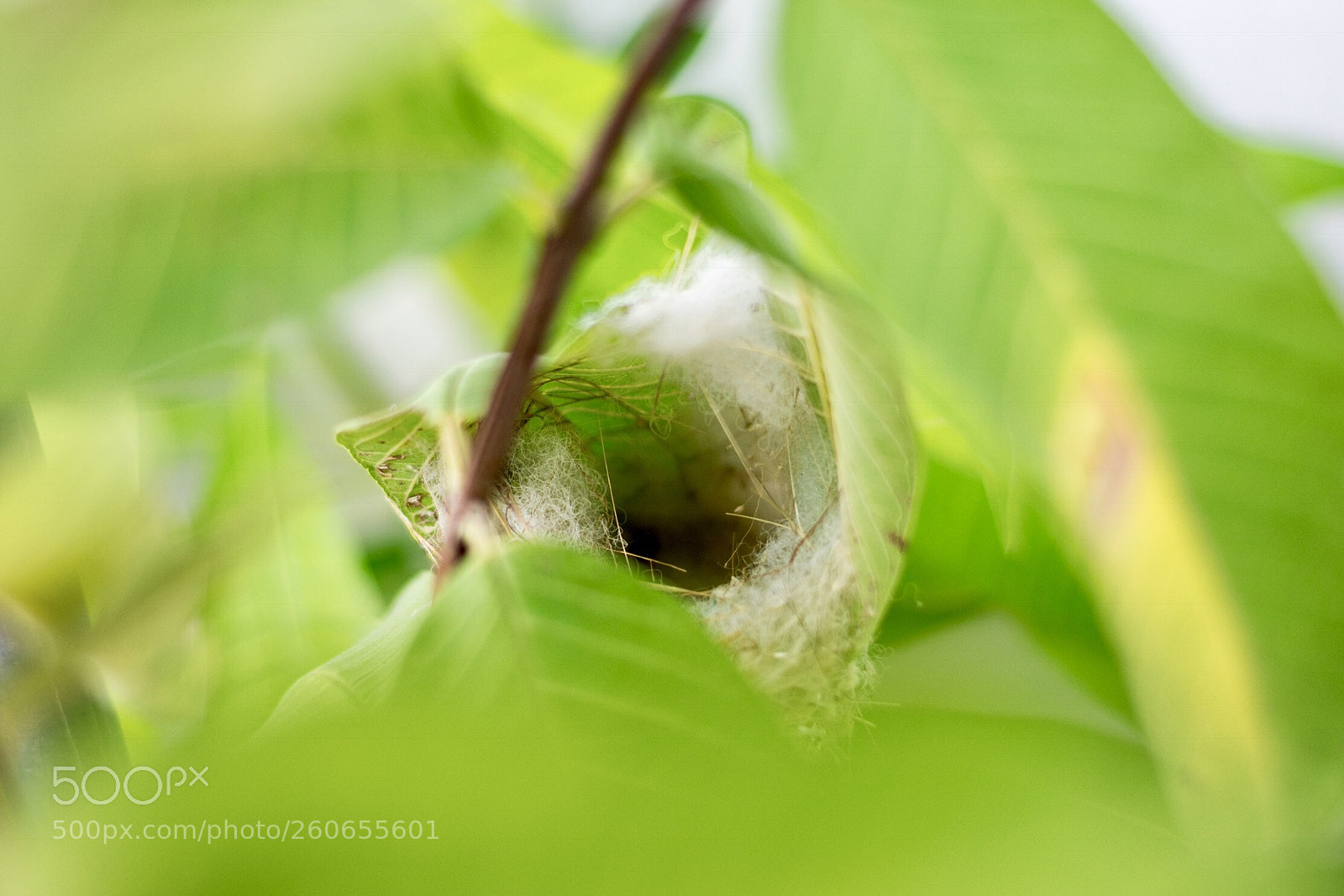 Nikon D7200 sample photo. Birds nest photography
