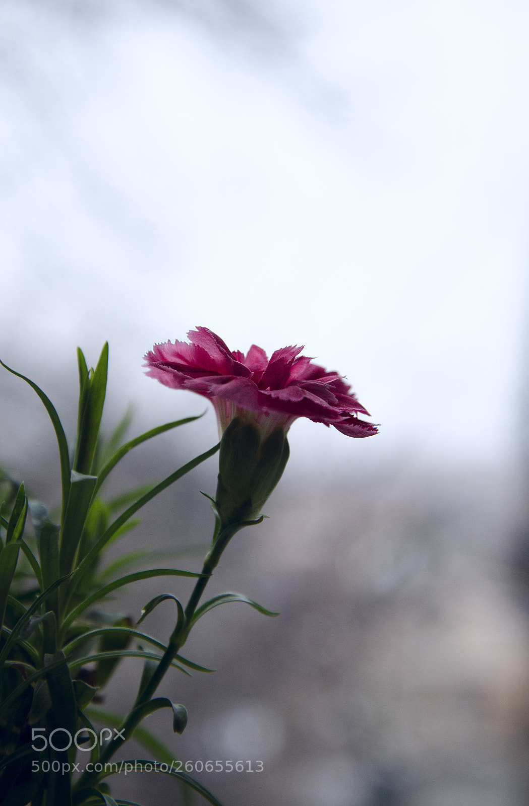 Nikon D7000 sample photo. Little clove photography