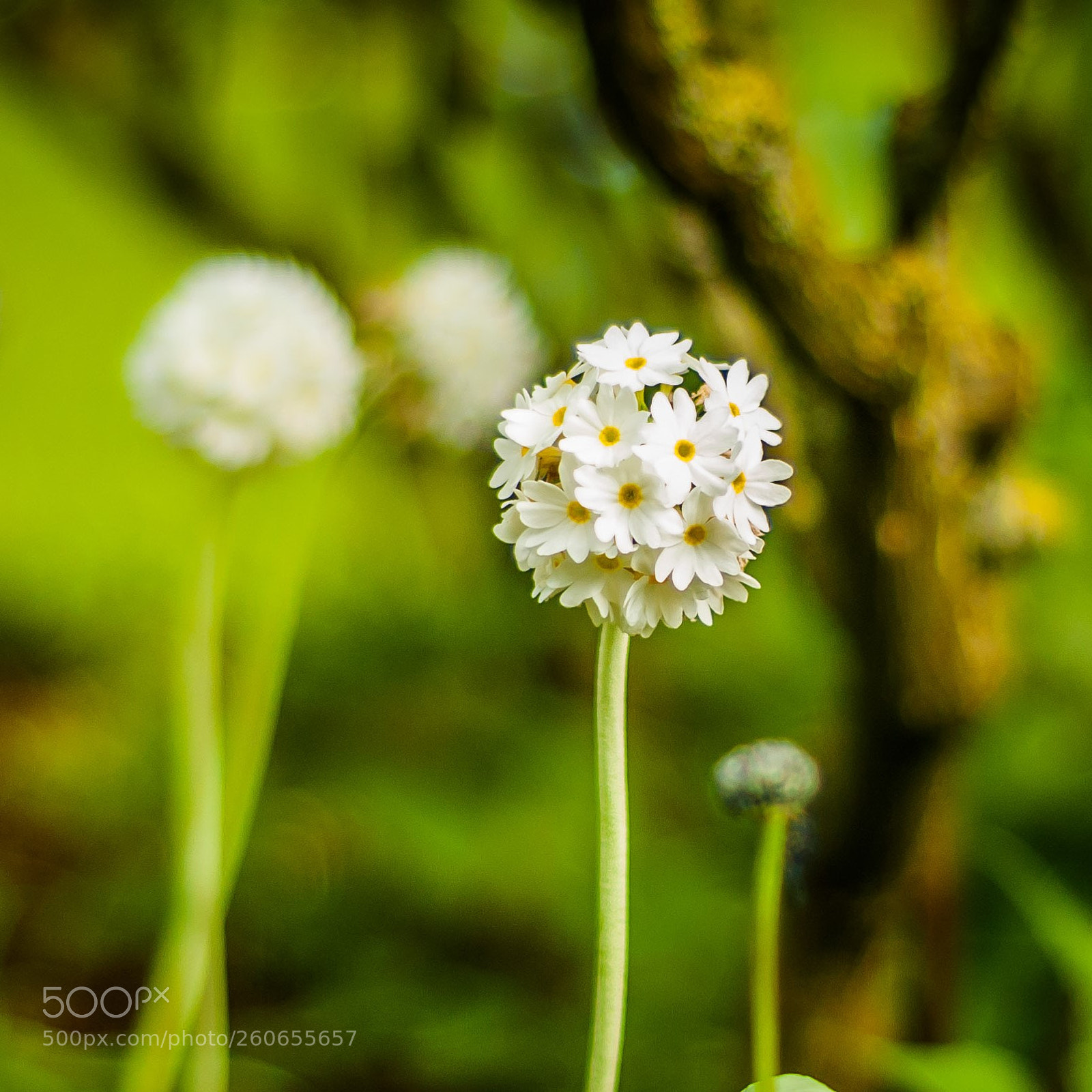 Nikon D80 sample photo. Secret garden photography