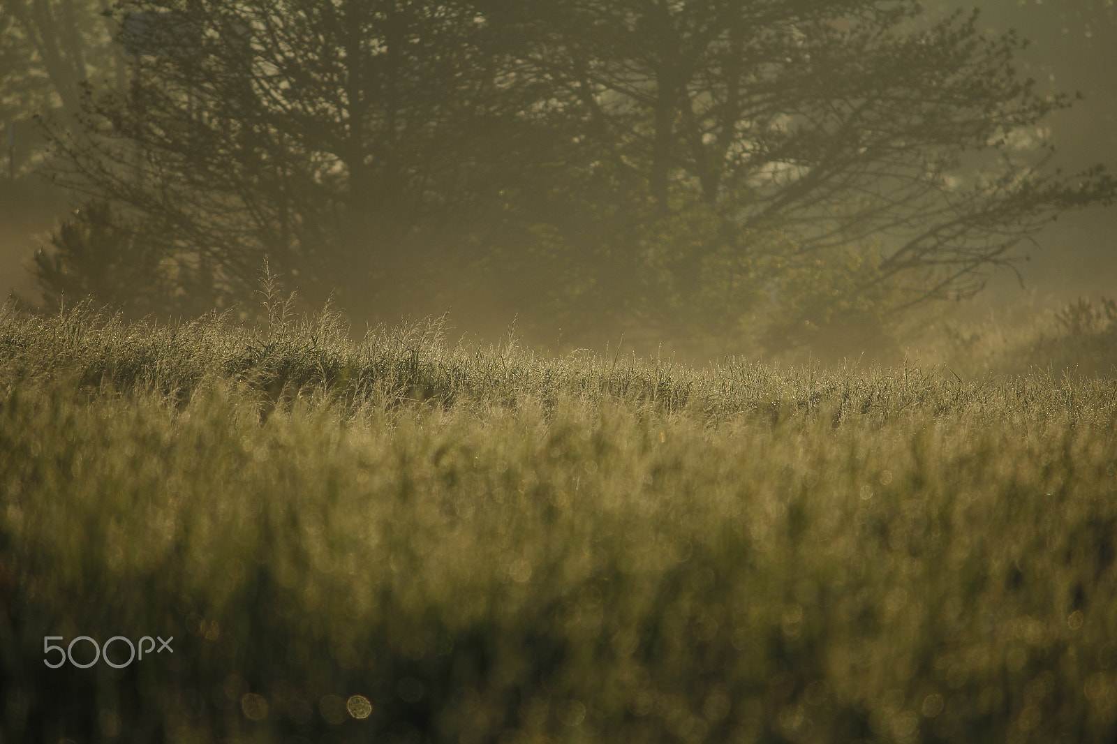 Canon EF-S 55-250mm F4-5.6 IS sample photo. Mg photography