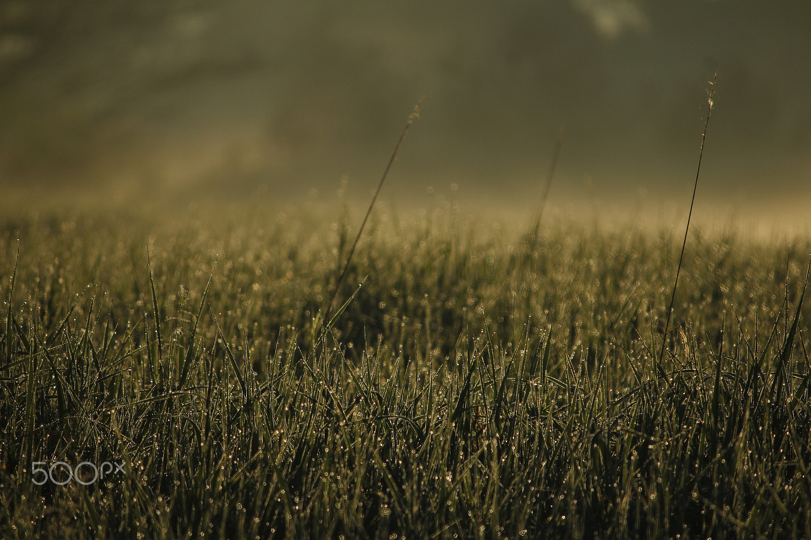 Canon EF-S 55-250mm F4-5.6 IS sample photo. Mg photography