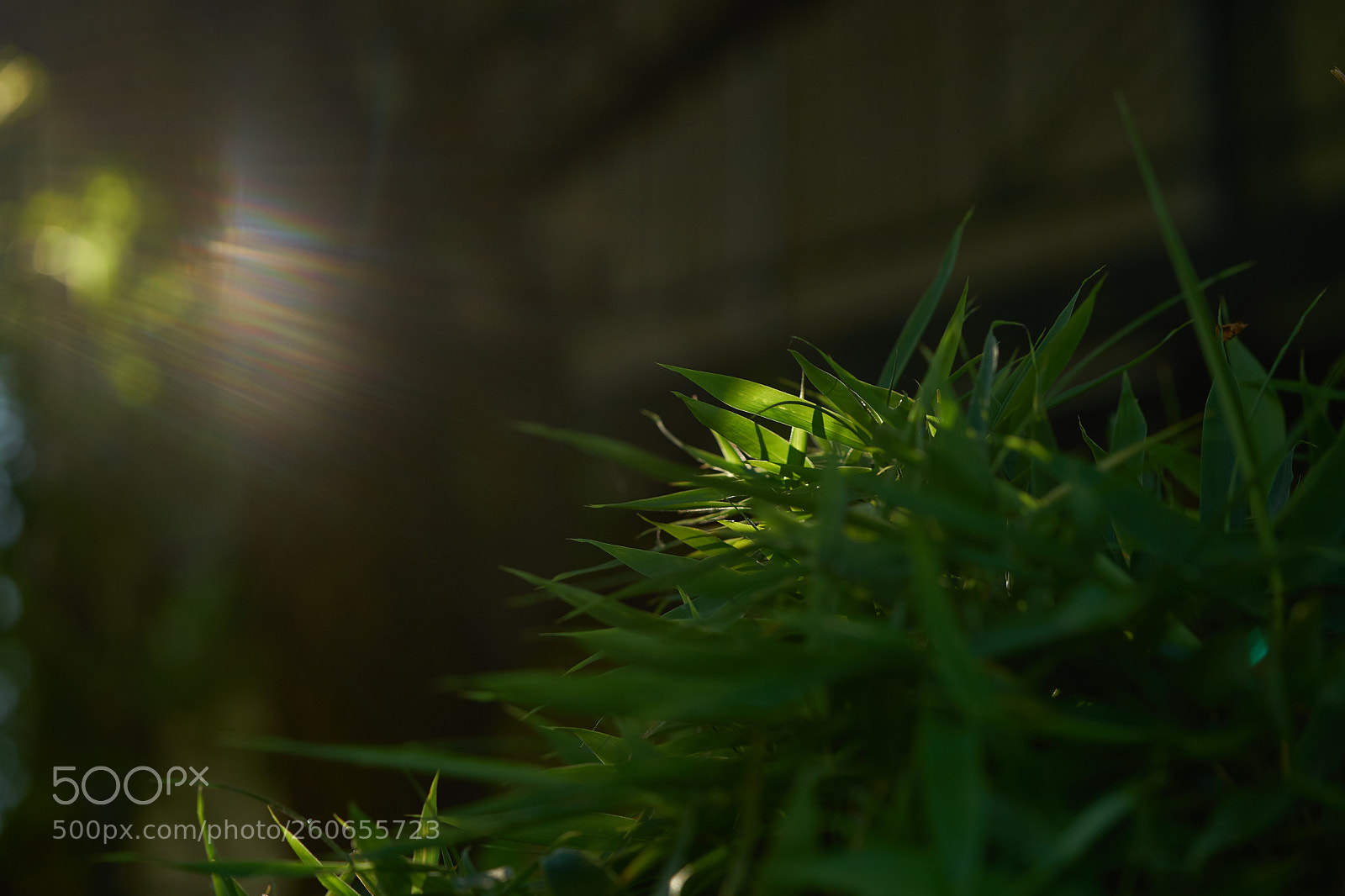 Sony a7 sample photo. Leaves 1007 photography