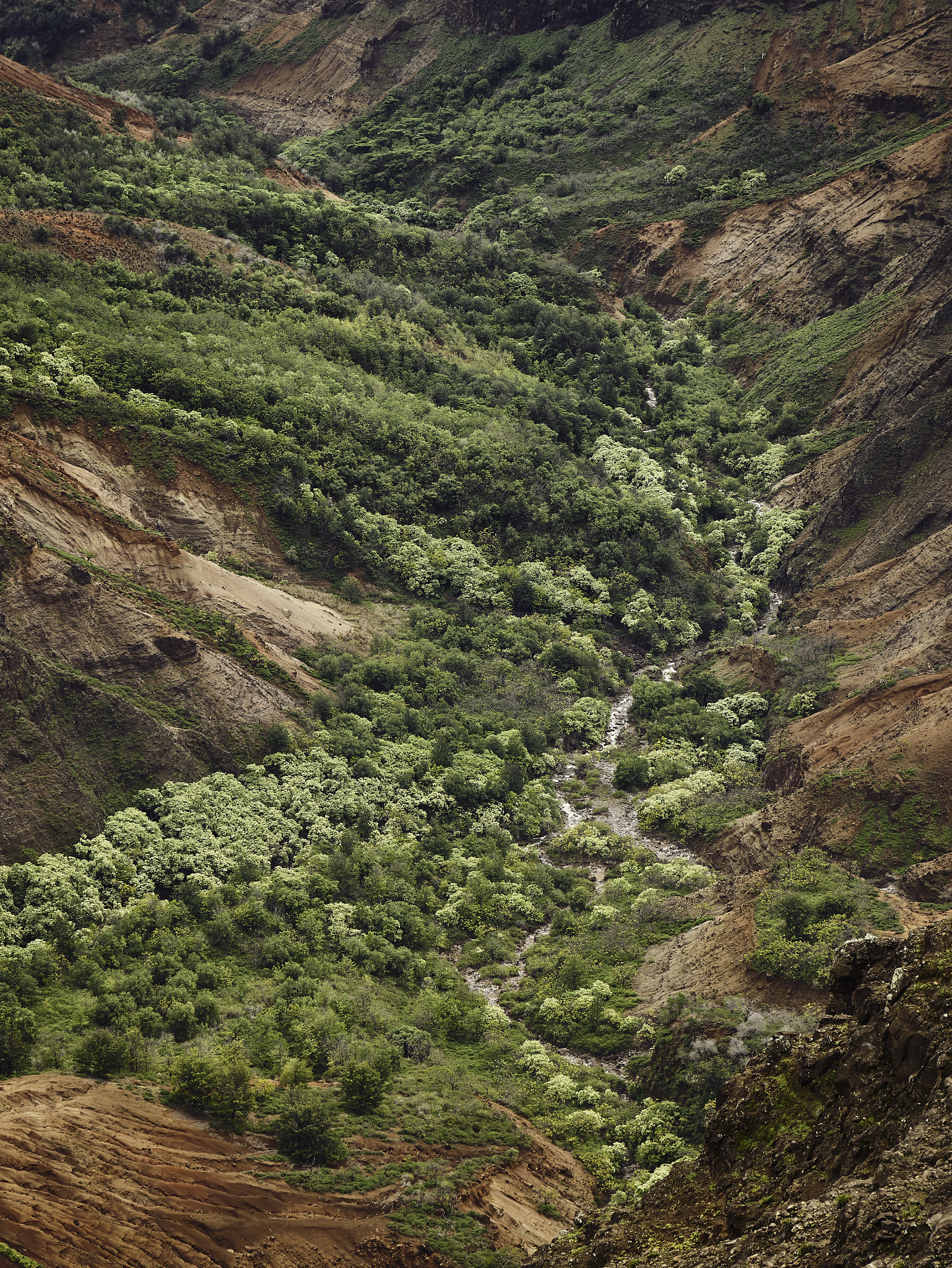 Panasonic Lumix DMC-G85 (Lumix DMC-G80) sample photo. Hawaiian highlands 14 photography