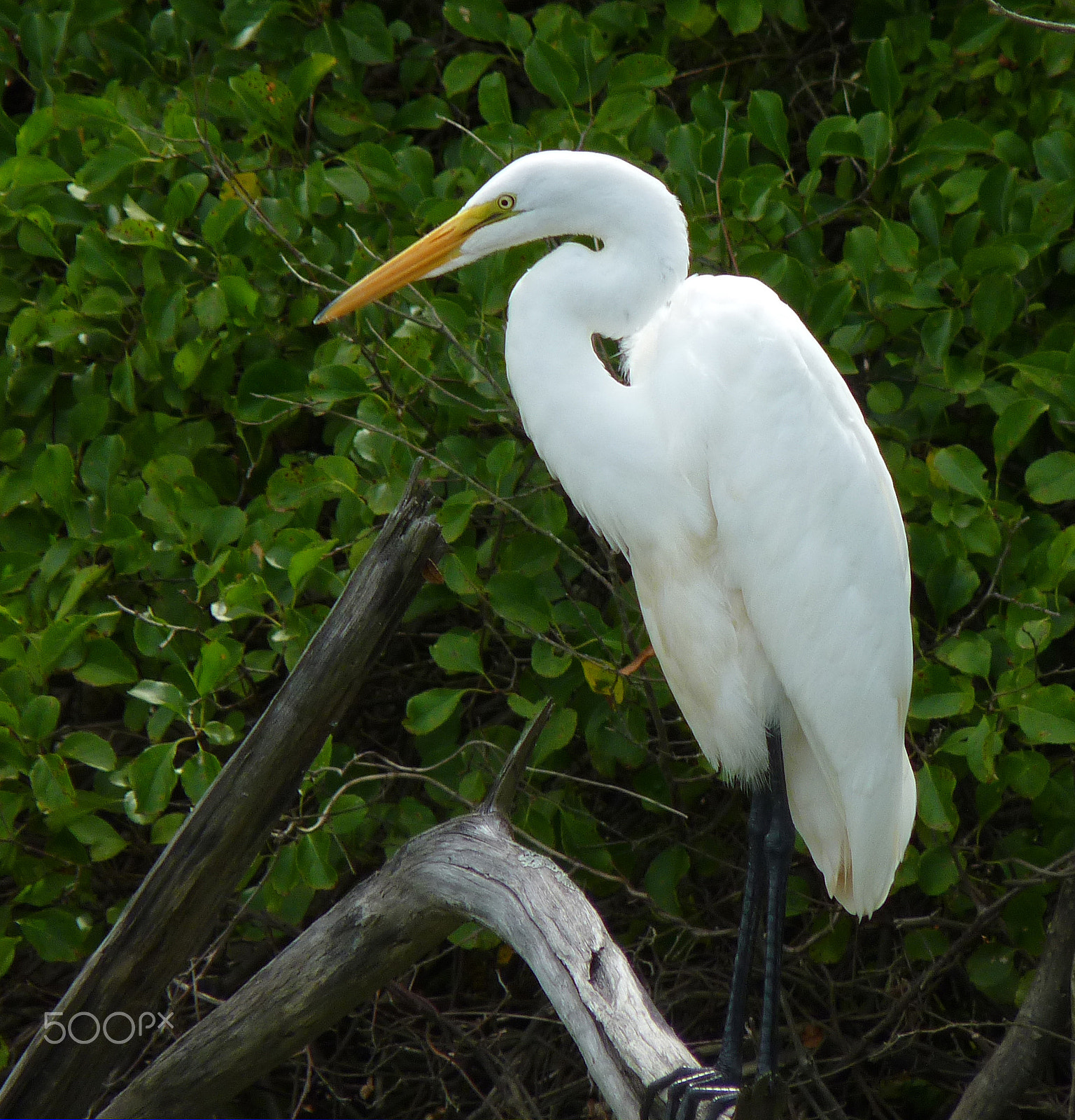 Panasonic Lumix DMC-FZ35 (Lumix DMC-FZ38) sample photo. Great egret photography