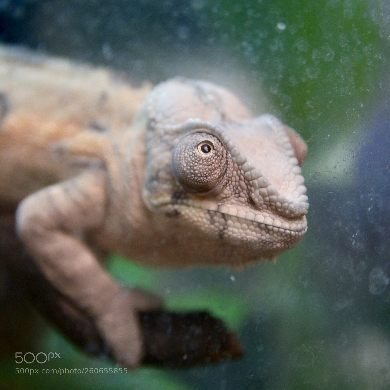 Canon EOS 70D sample photo. Eyes of chameleon photography