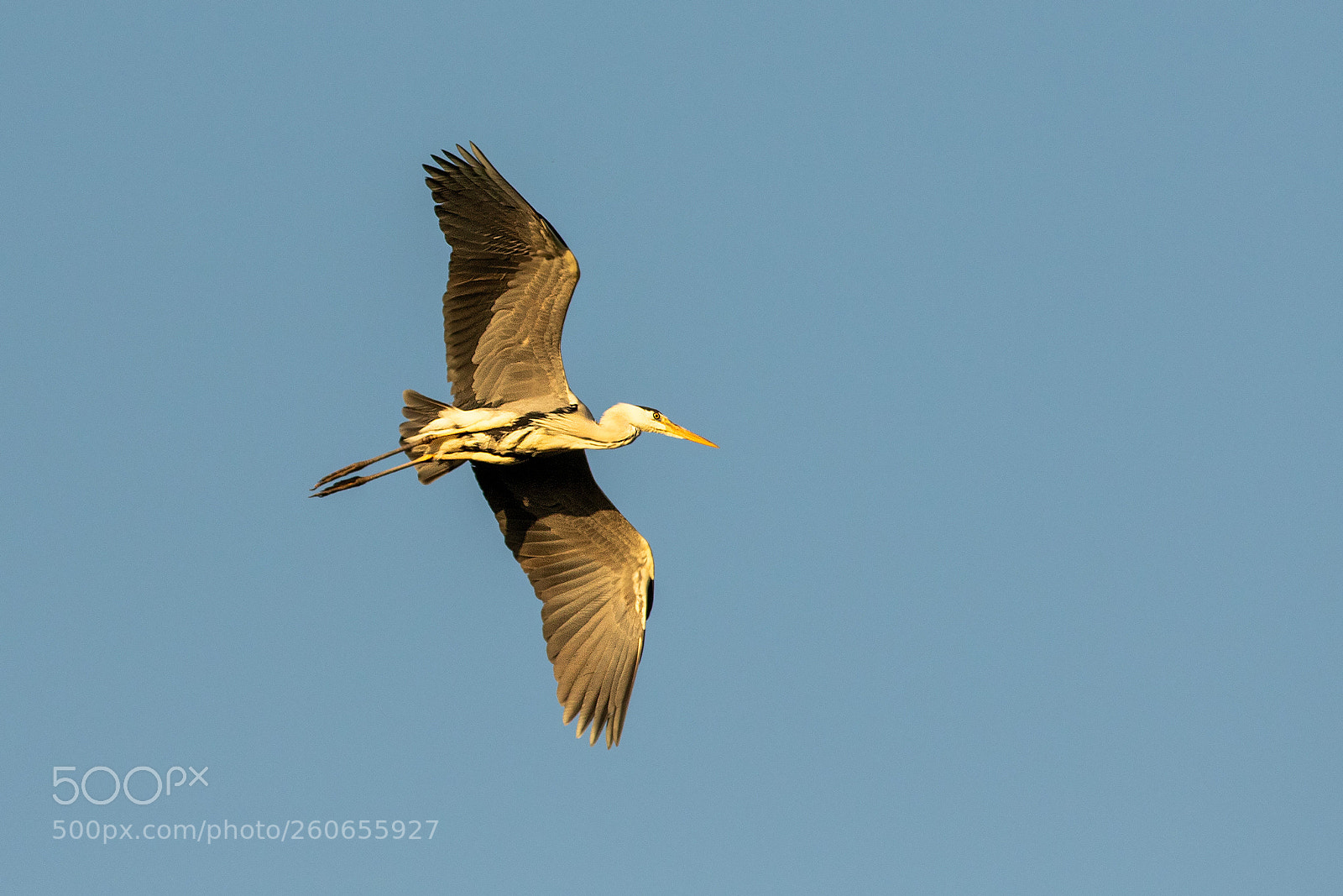 Canon EOS 7D Mark II sample photo. Ardea cinerea photography