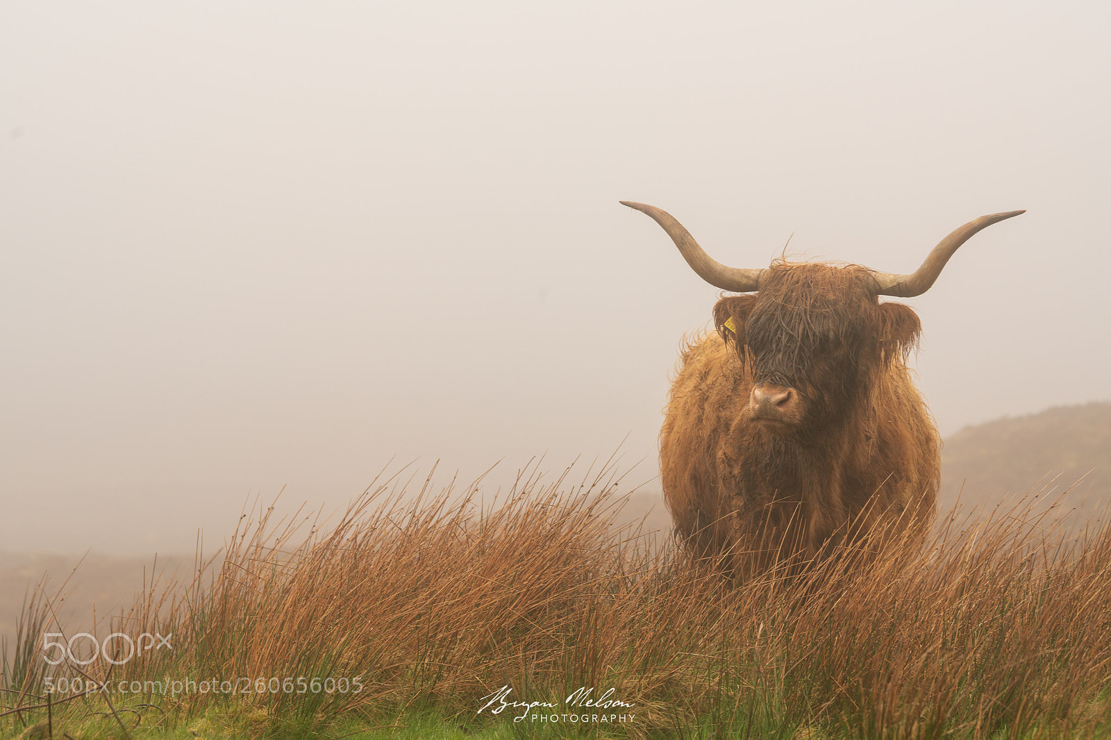 Sony a7R II sample photo. Shaggy coo photography