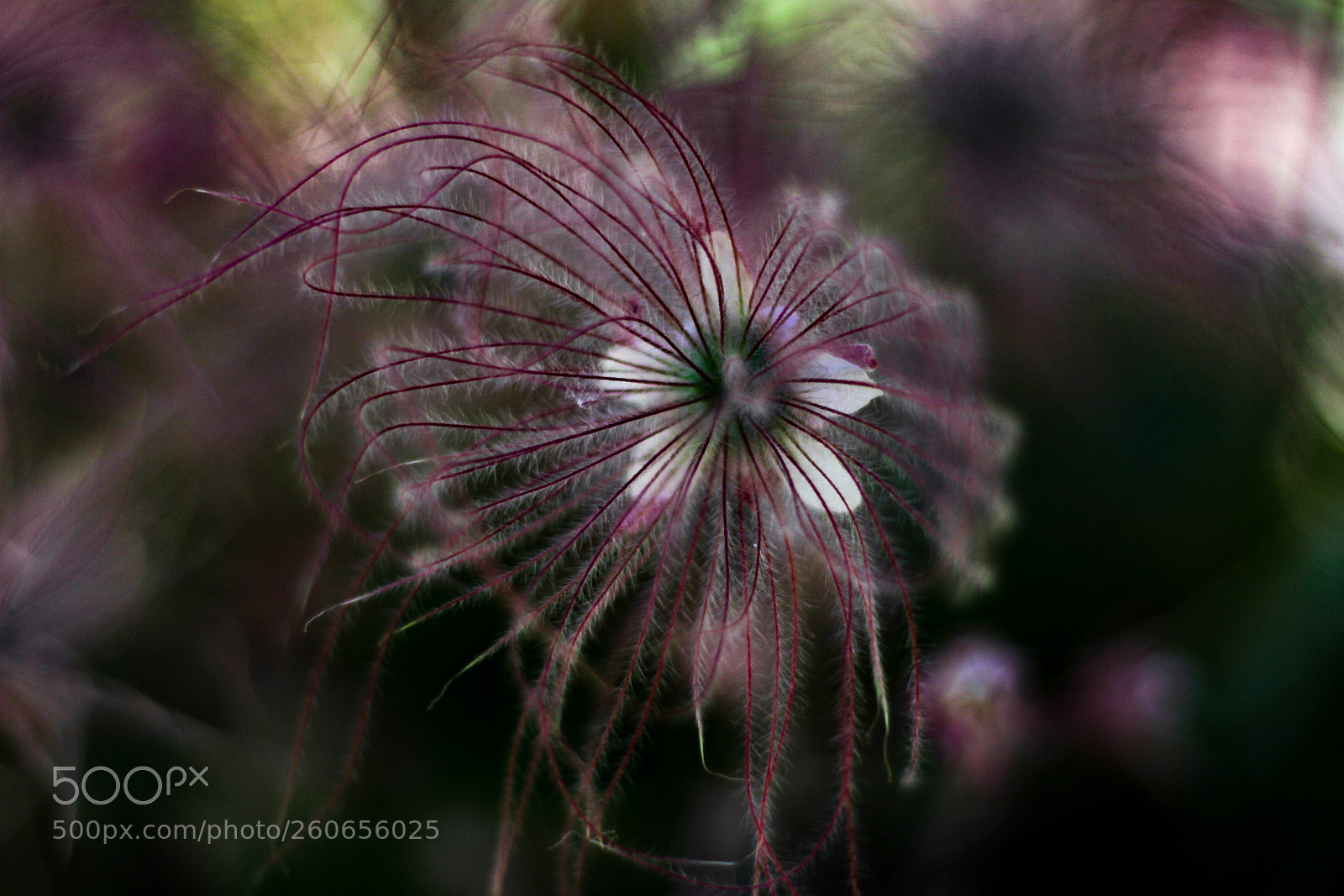 Canon EOS 7D sample photo. Flower fling photography