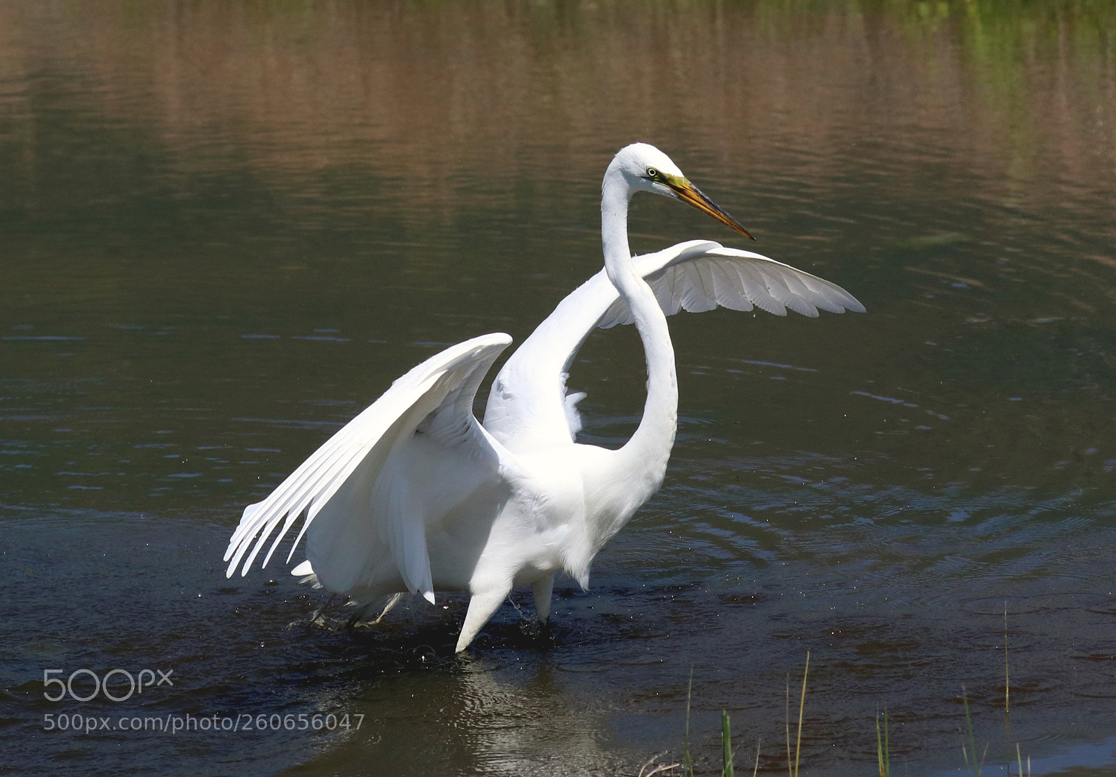 Canon EOS 80D sample photo. Great white heron photography