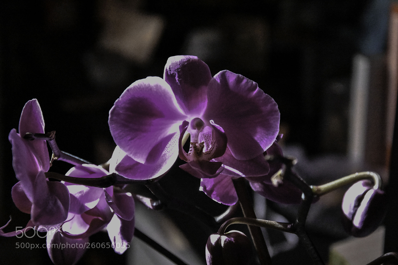 Nikon D7200 sample photo. Luz violeta photography