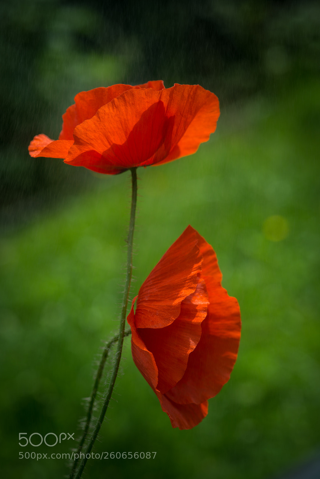 Nikon D800 sample photo. Red poppy photography
