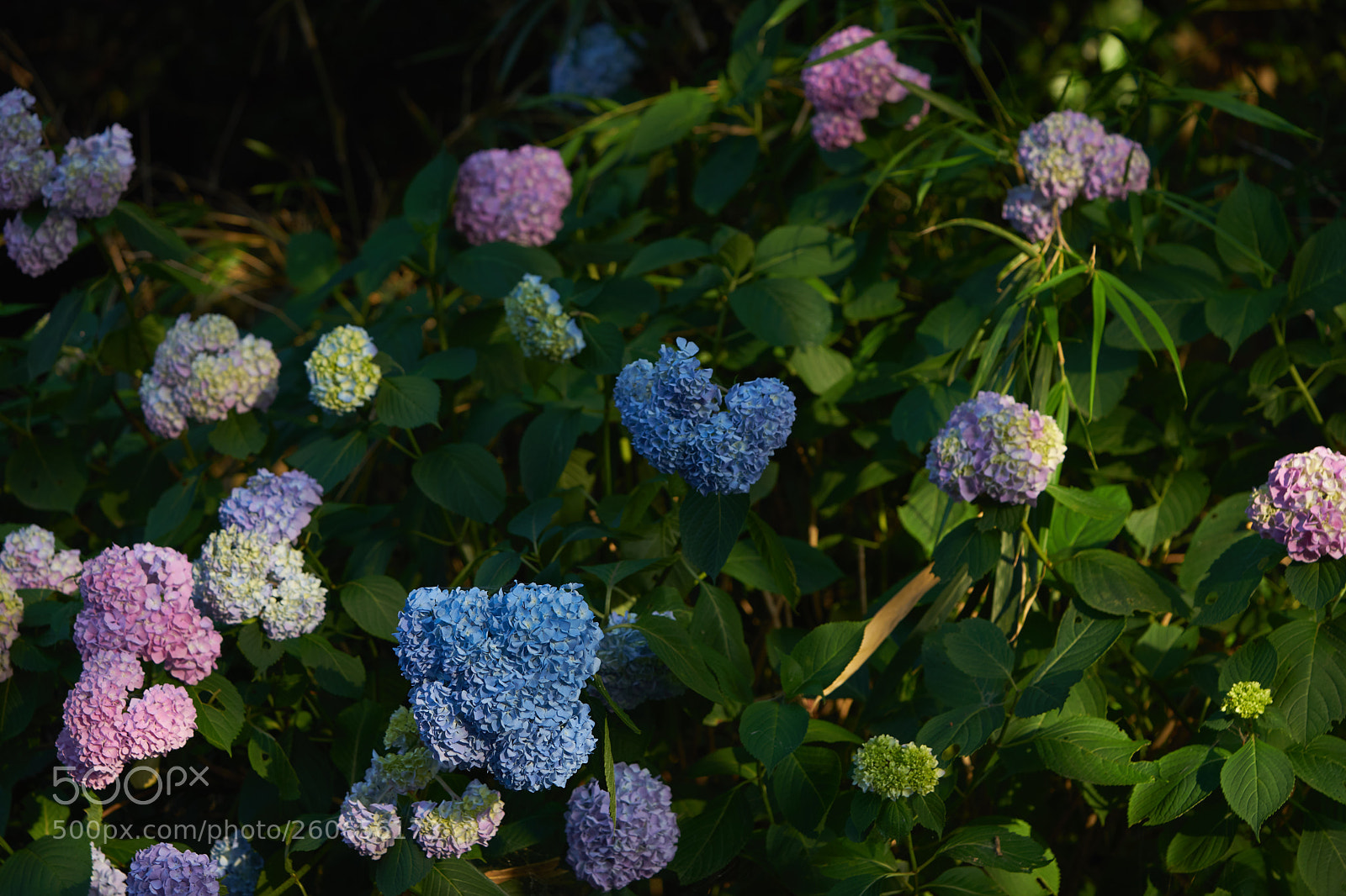 Sony a7 sample photo. Flowers 6720 photography