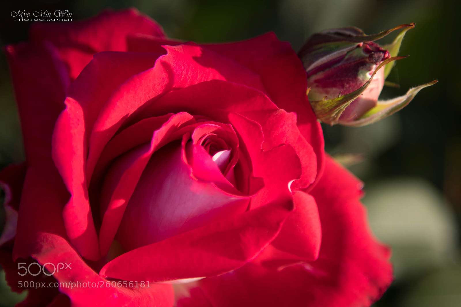Canon EOS 80D sample photo. Untitled photography