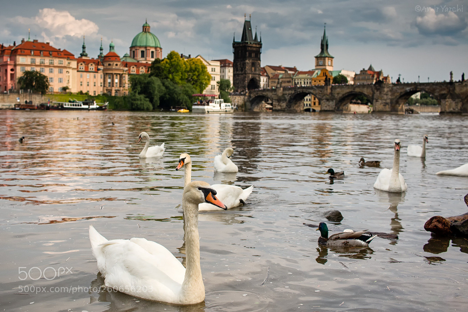 Canon EOS 70D sample photo. Swan city photography