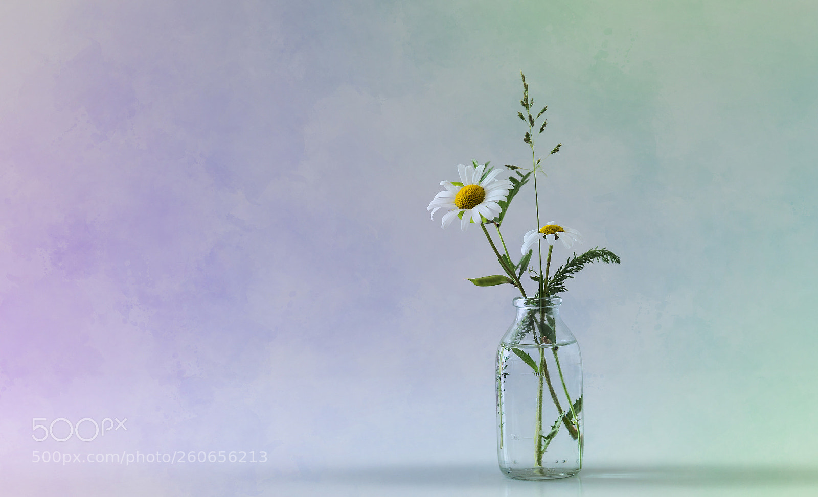 Canon EOS 6D sample photo. Marguerites flowers photography