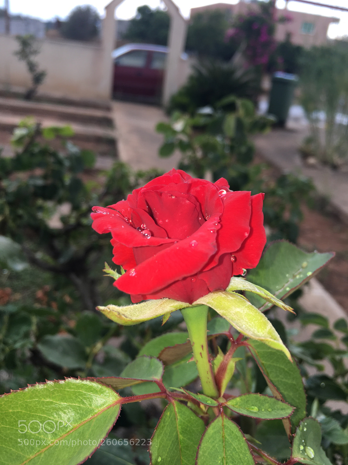 Apple iPhone 6s sample photo. Red rose  photography