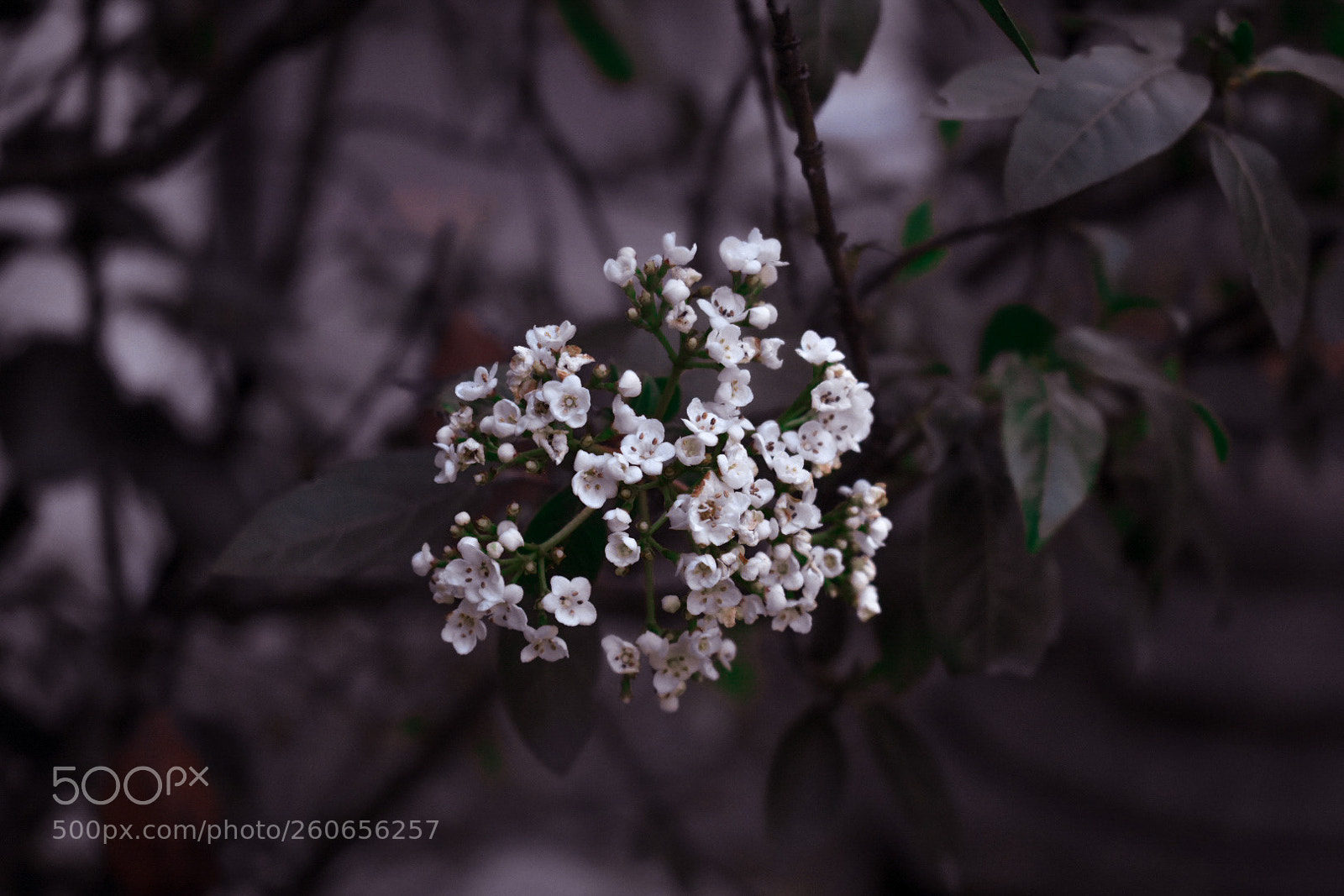 Nikon D3400 sample photo. Dream photography