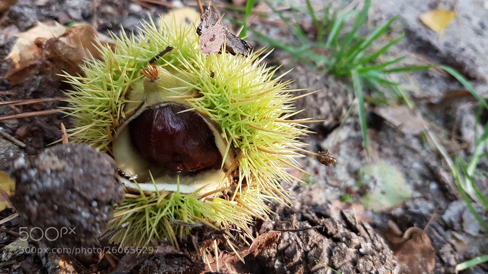 Samsung Galaxy S7 sample photo. Chestnut photography