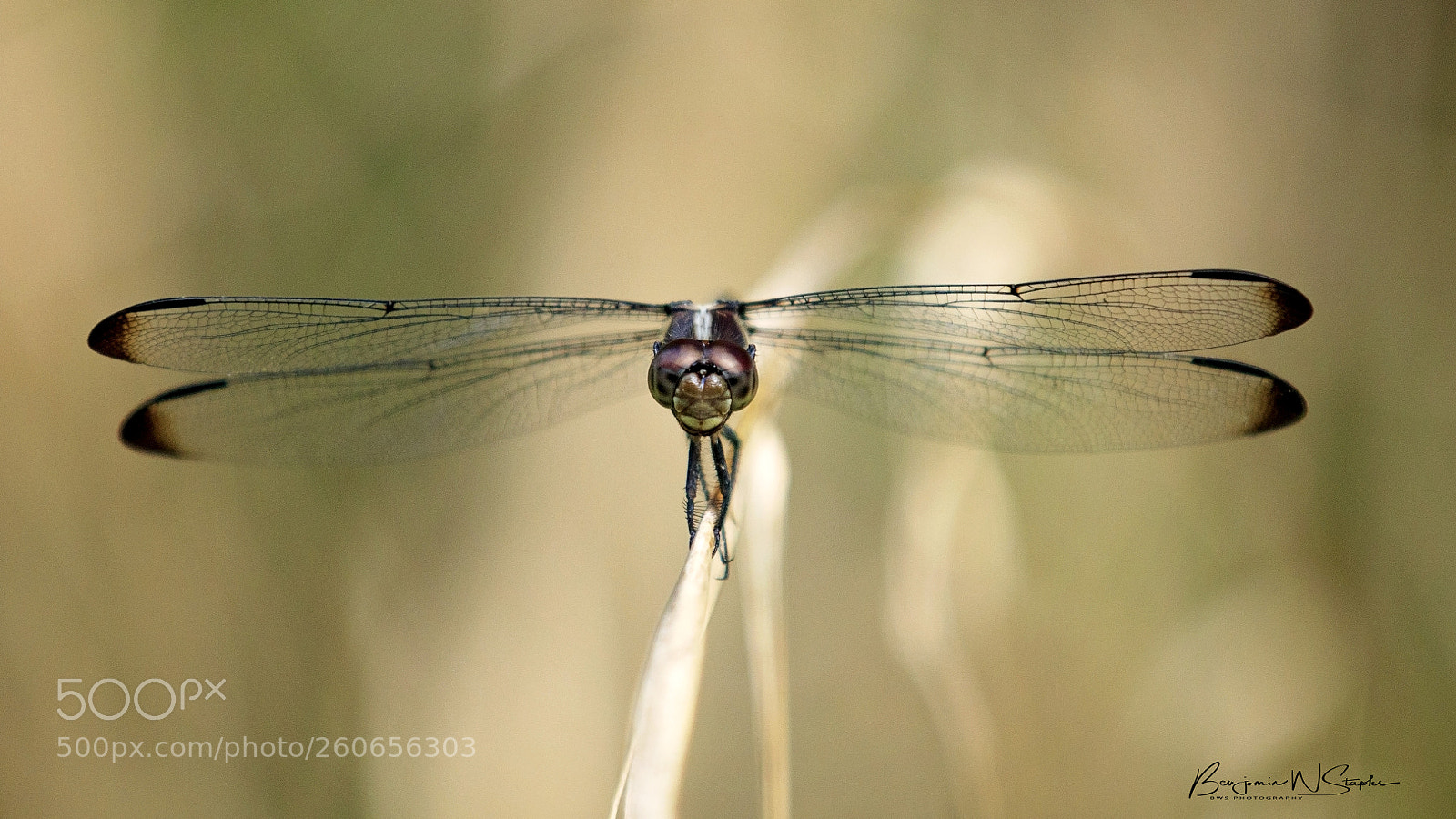 Canon EOS 80D sample photo. Wingspan... photography