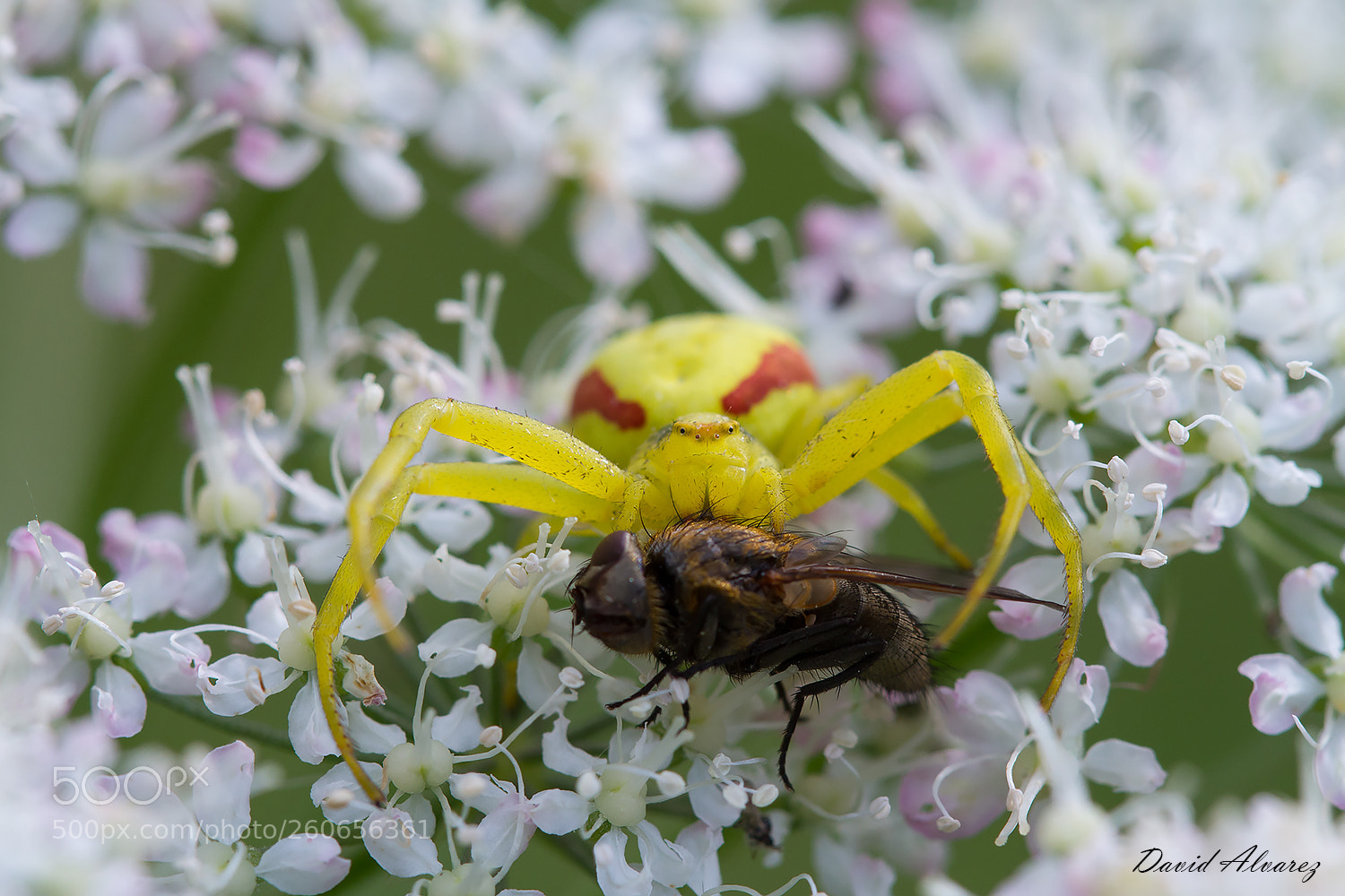 Canon EOS 7D sample photo. Crab spider photography