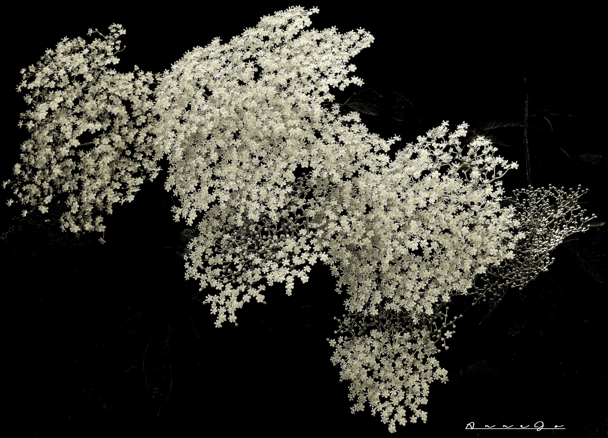 Canon EF-S 18-200mm F3.5-5.6 IS sample photo. Ellipsis photography