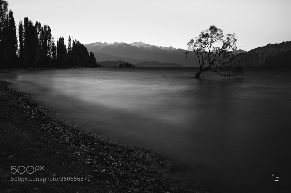 Nikon D5500 sample photo. Wanaka tree photography