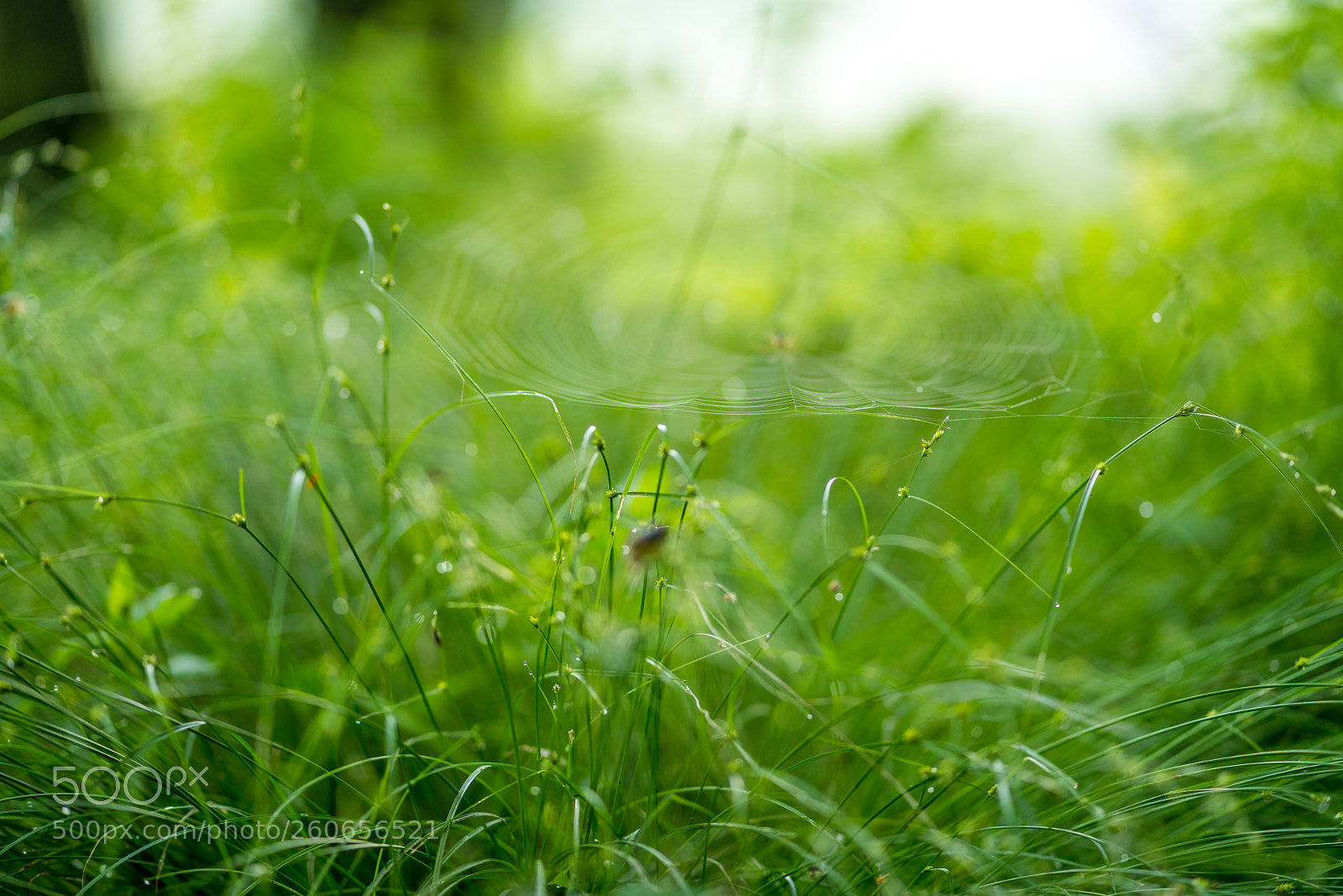 Sony a7R III sample photo. Grass photography