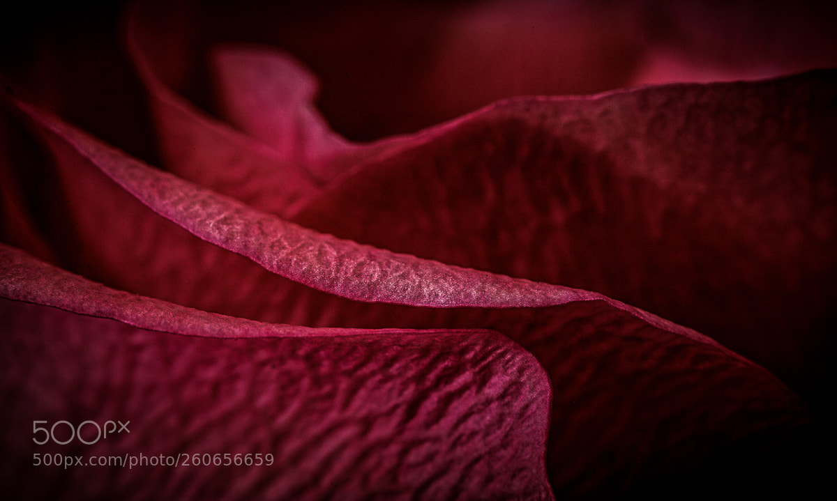 Canon EOS 5D Mark II sample photo. Rose petals photography