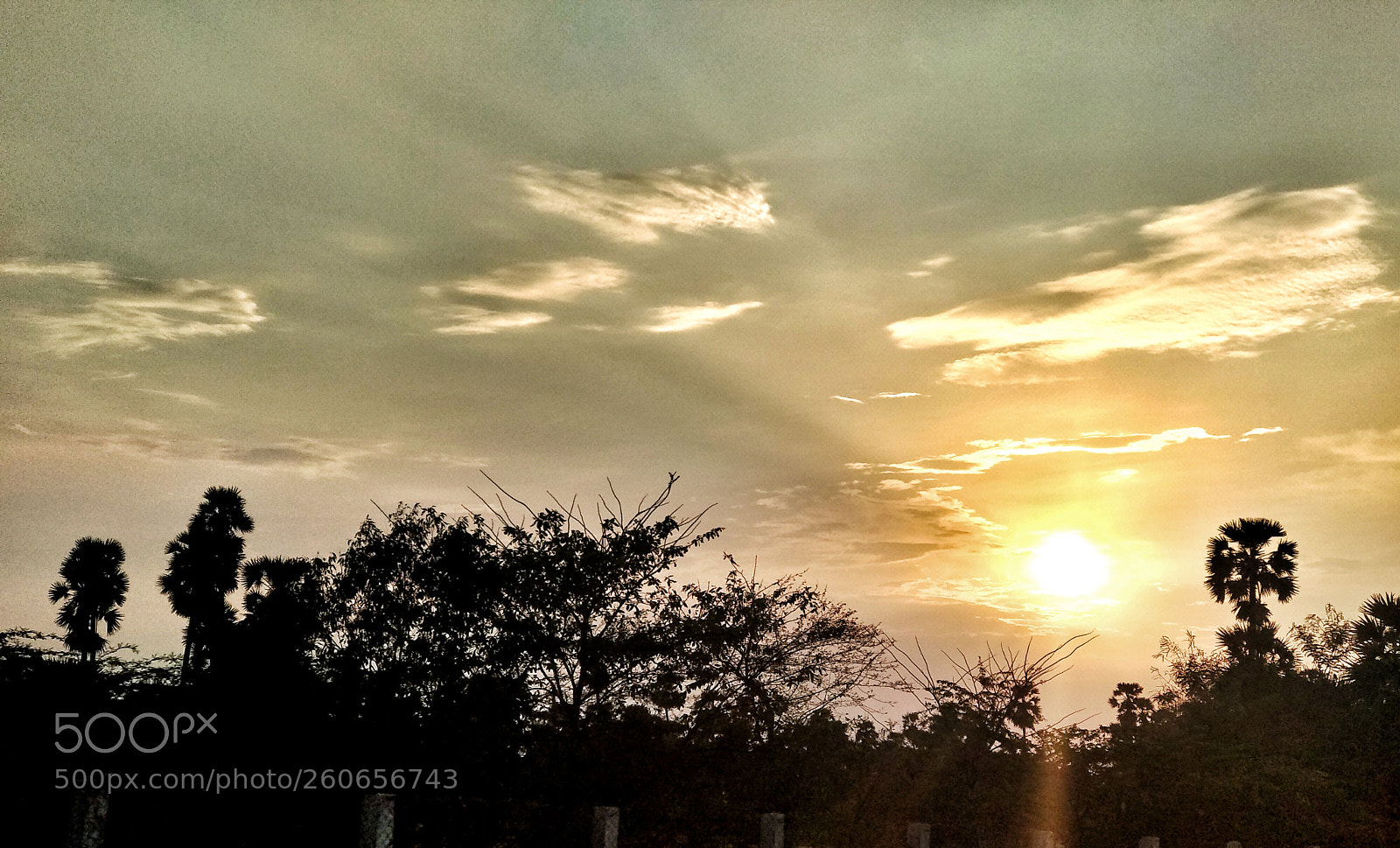 Xiaomi Mi A1 sample photo. Summer fury photography