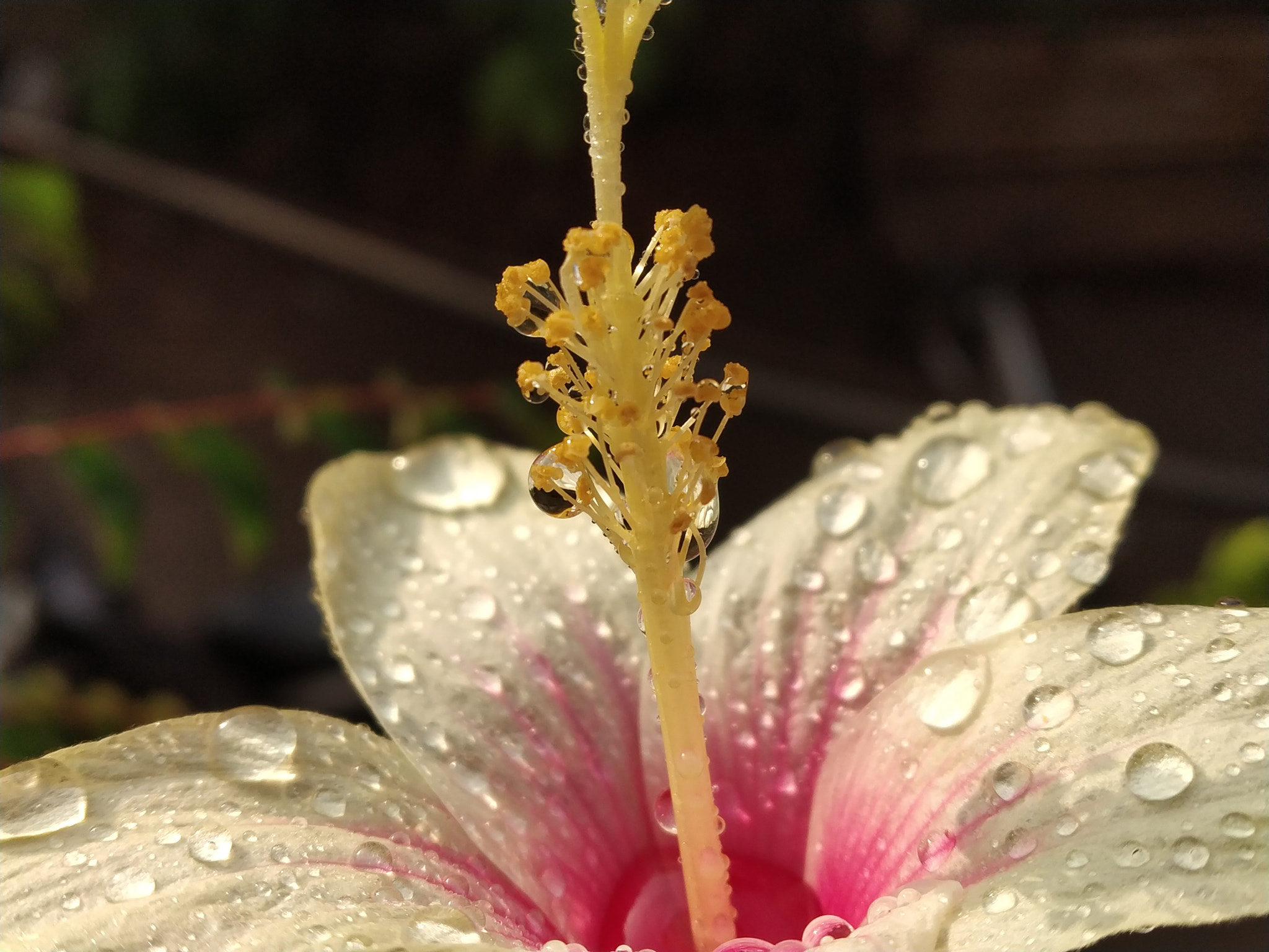 Xiaomi Redmi Note 5 Pro sample photo. Water droplete.... photography